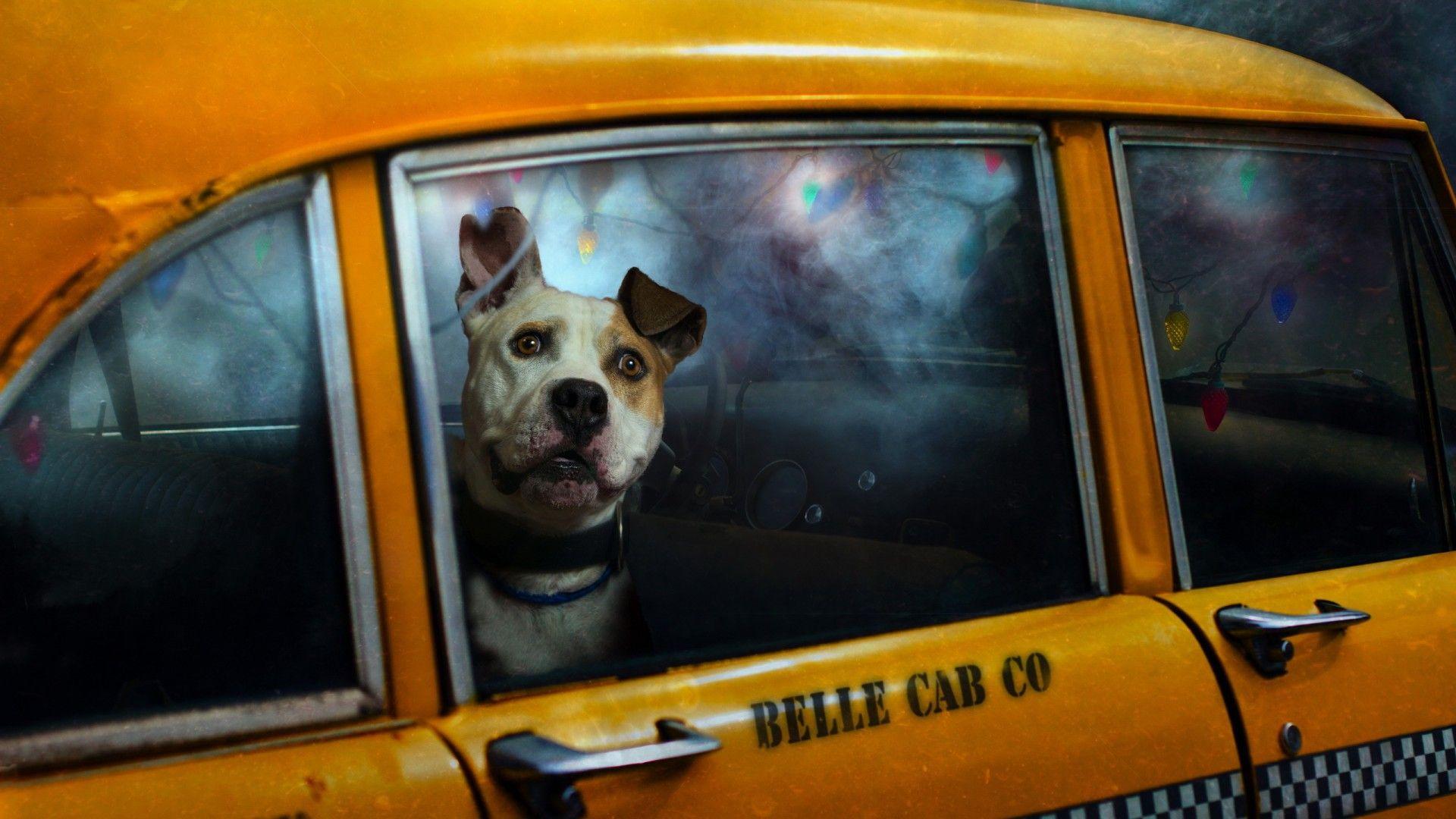 Dog in a taxi wallpaper and image, picture, photo