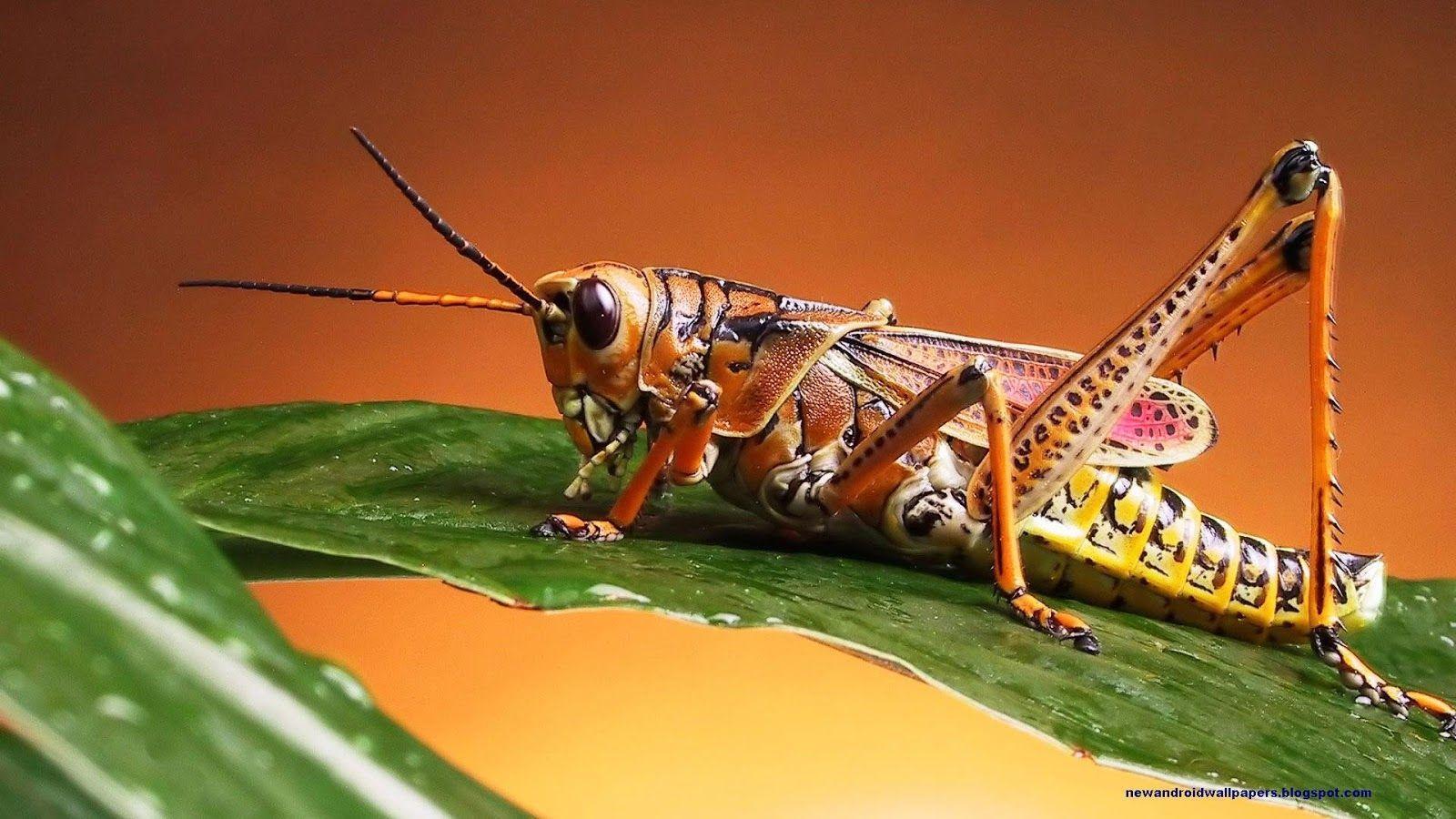 Insects Wallpaper, Insects HD Background, Free Download Pack