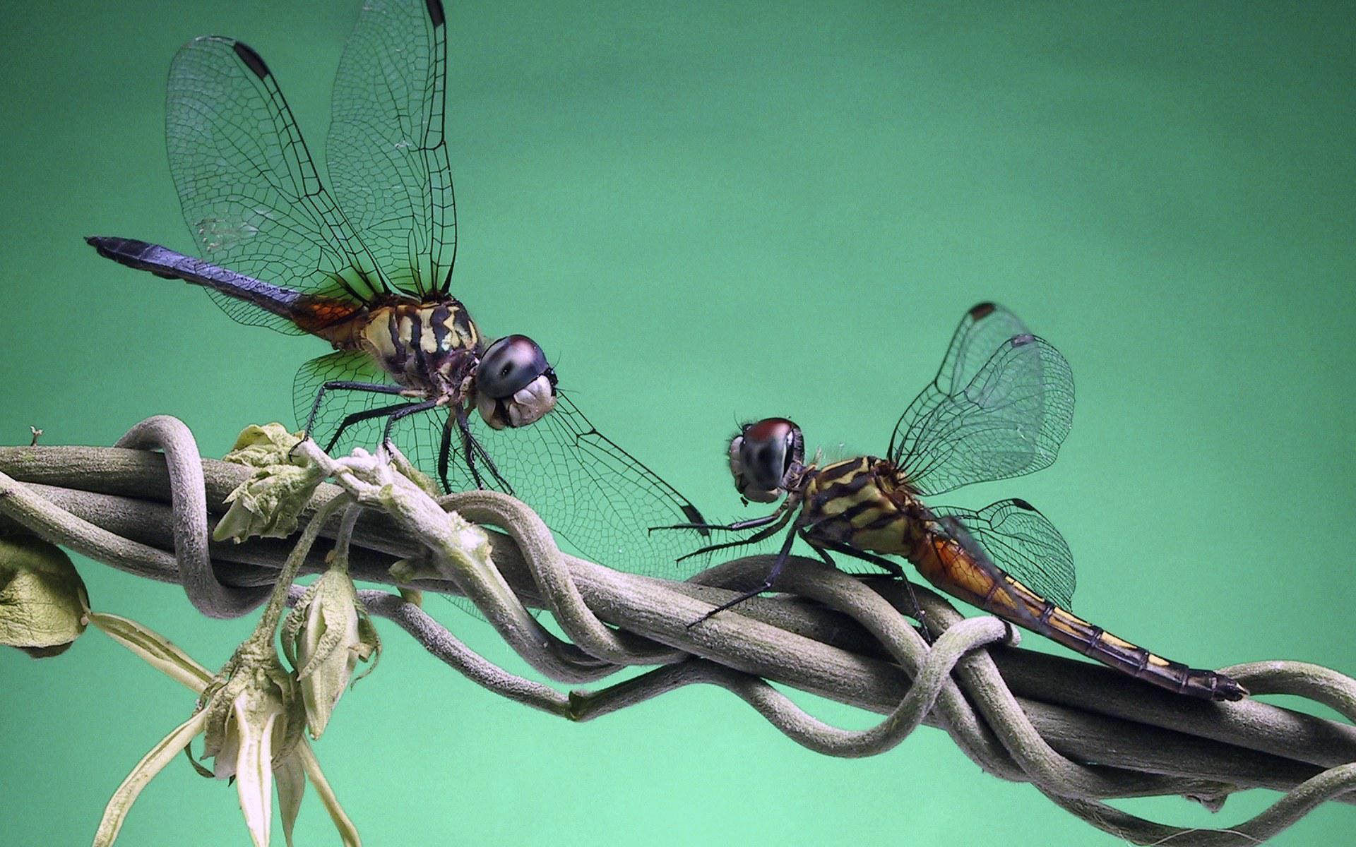 Odonata Insects Animals Colored background