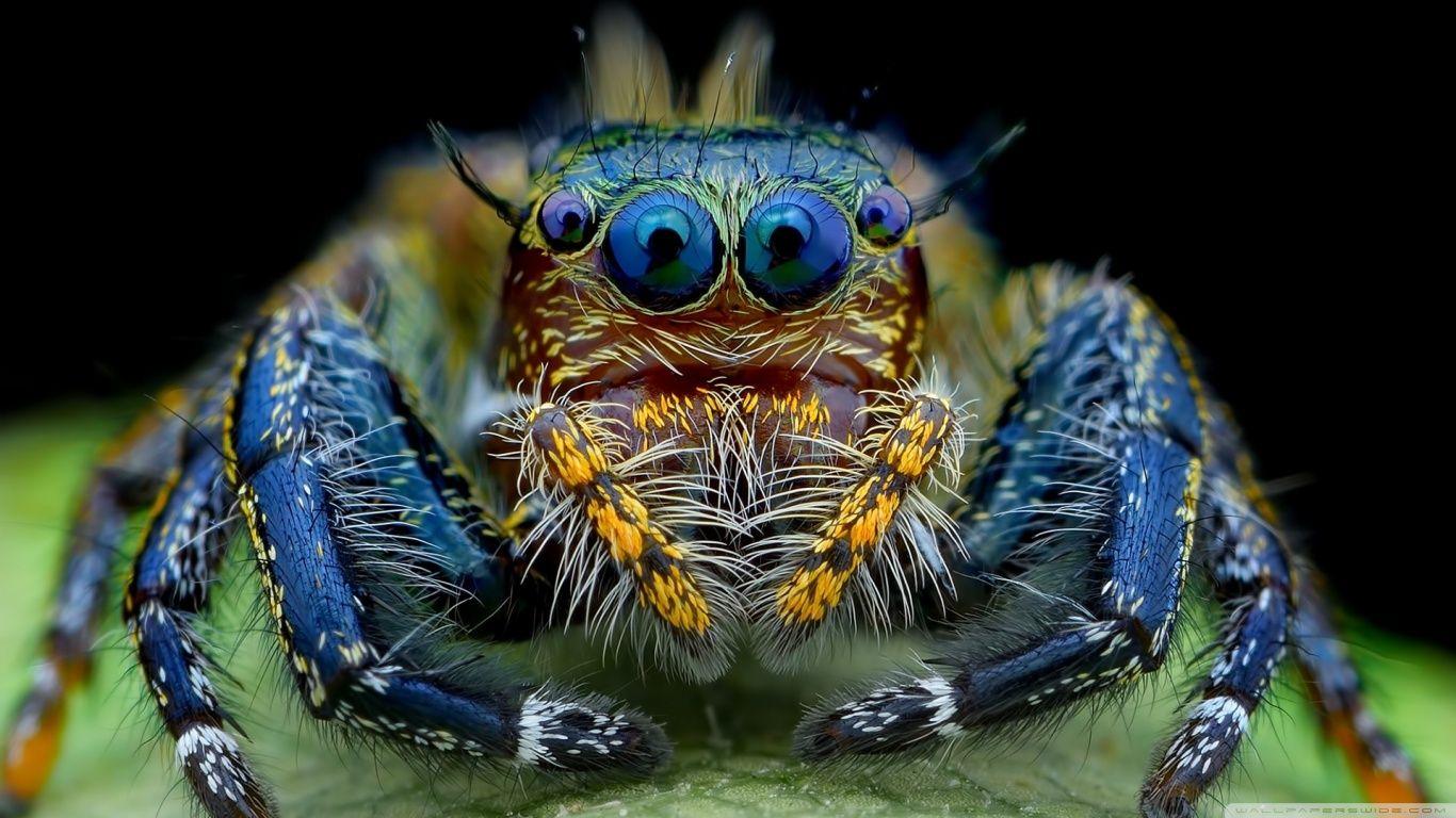 Jumping Spider Macro Insect HD desktop wallpaper, High Definition