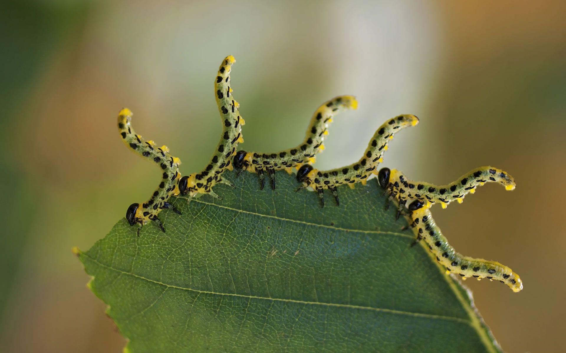 Download Wallpaper 1920x1200 Caterpillars, Leaf, Insects 1920x1200