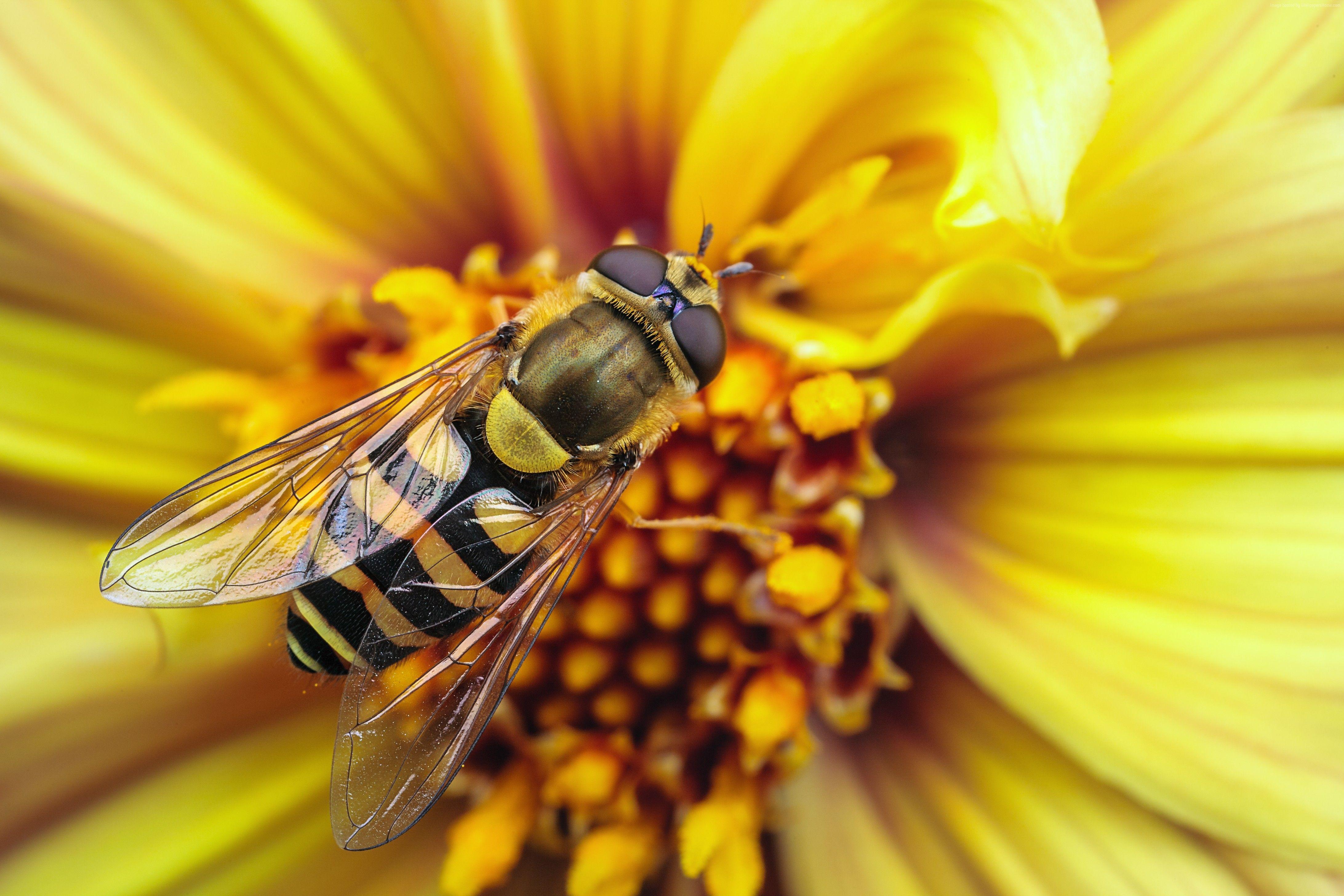 Bee Wallpaper, Animals: Bee, wasp, flower, yellow, wings, macro