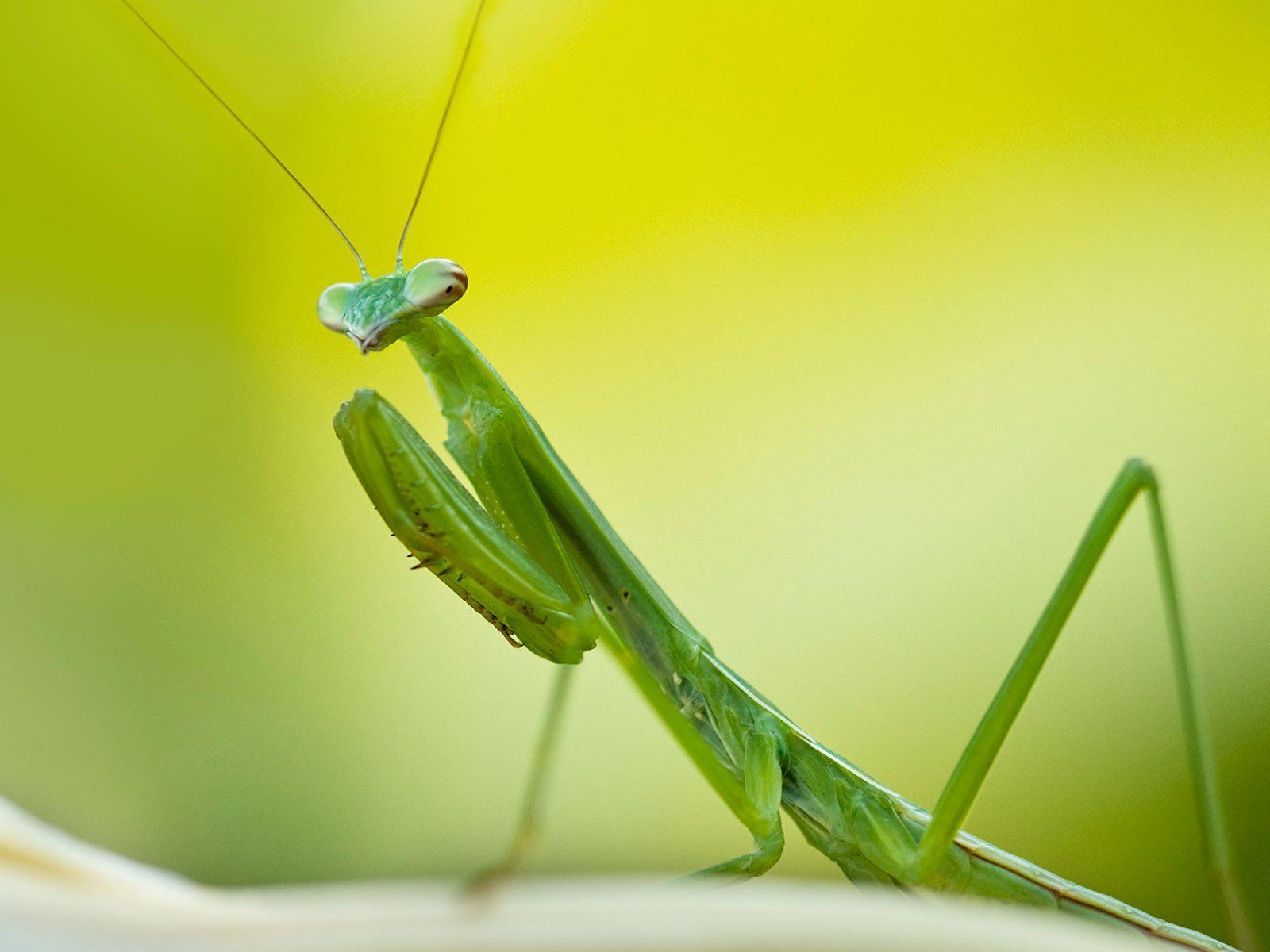 Green Grasshopper Insect Animal HD Wallpaper Photo HD Wallpaper