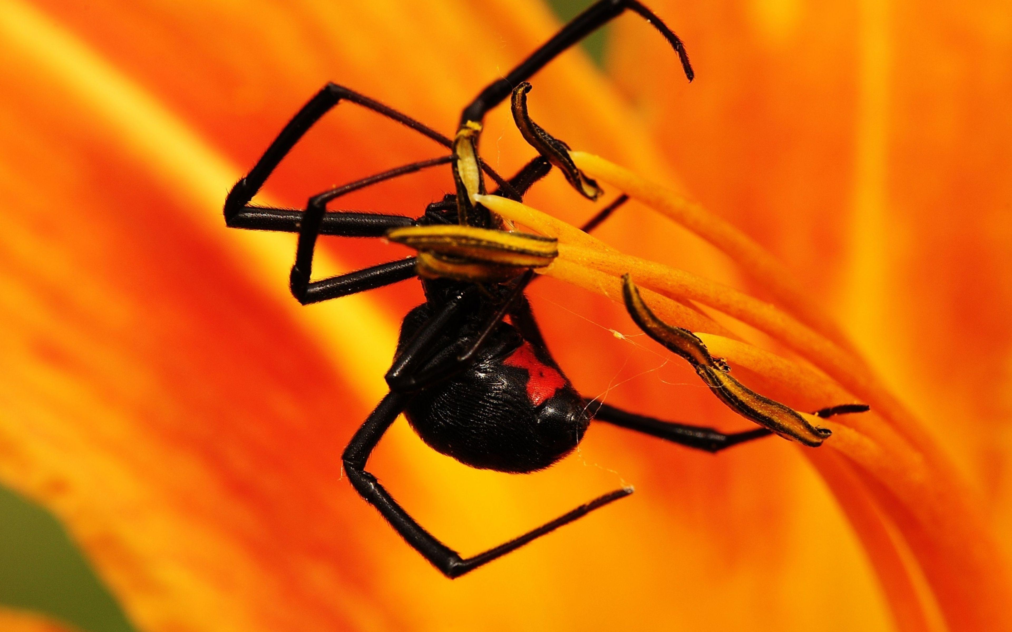 HDQ Wallpaper: Insect Wallpaper, Insect Image For Desktop, Free
