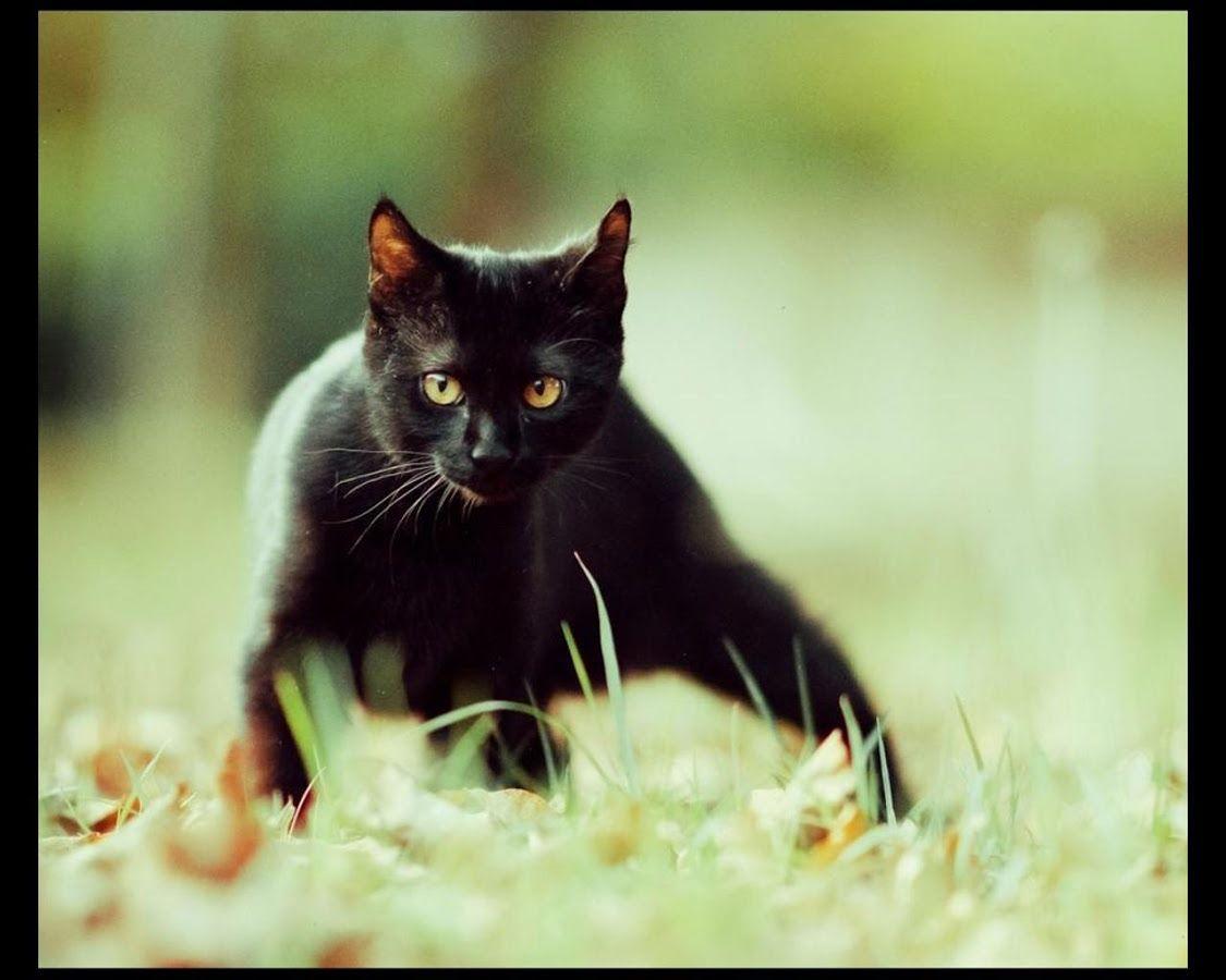 Black Cats Wallpaper Apps on Google Play