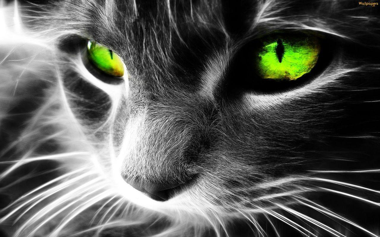 Black Cat With Green Eyes Wallpaper. Naviwall.com. Pretty