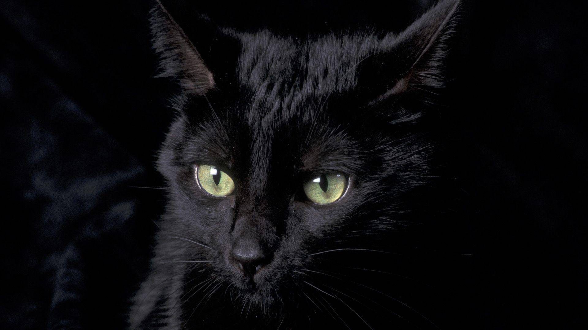 Watch more like Black Cat Desktop Wallpaper