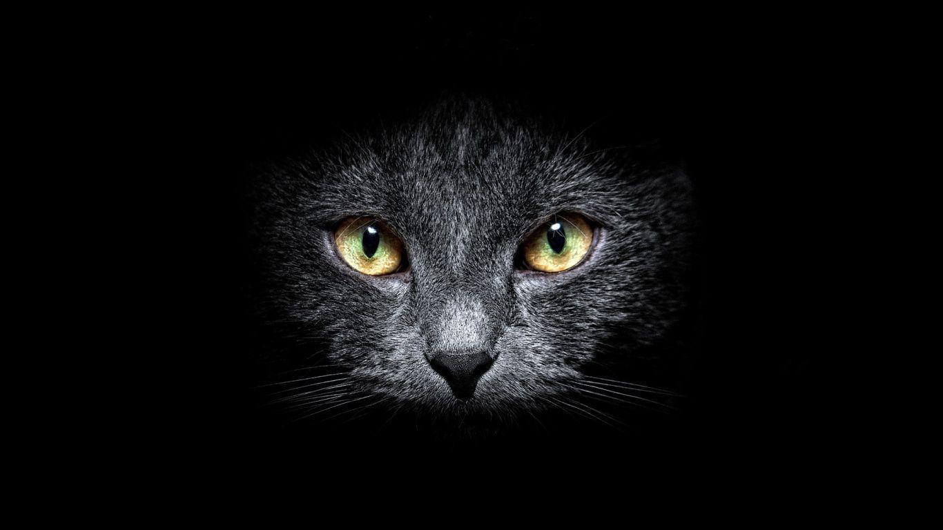 Similiar Black Cat Desktop Background Keywords