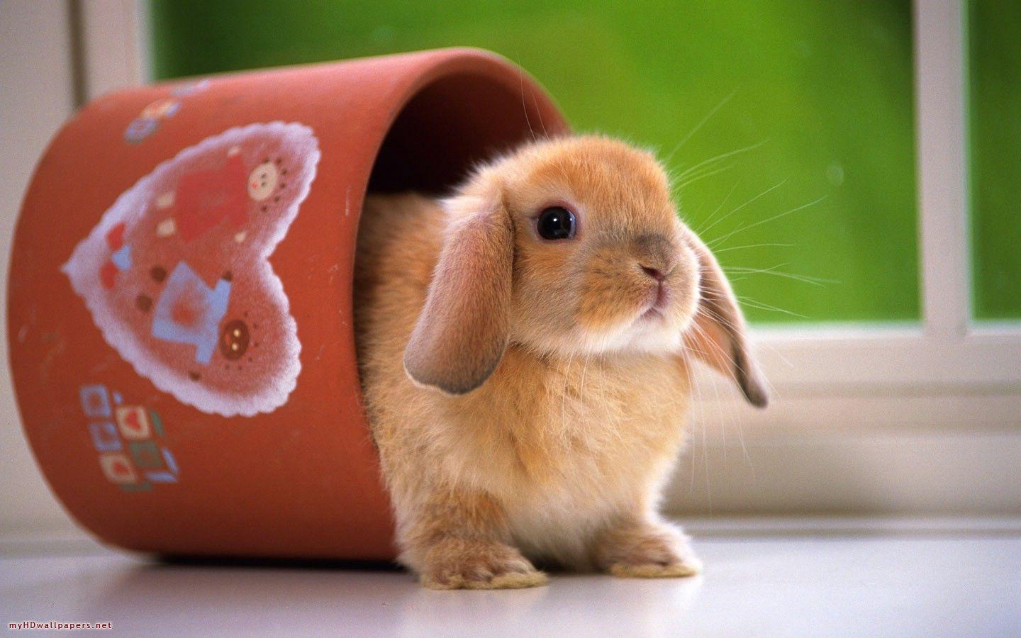 Beautiful And Cute Rabbit Wallpaper In HD