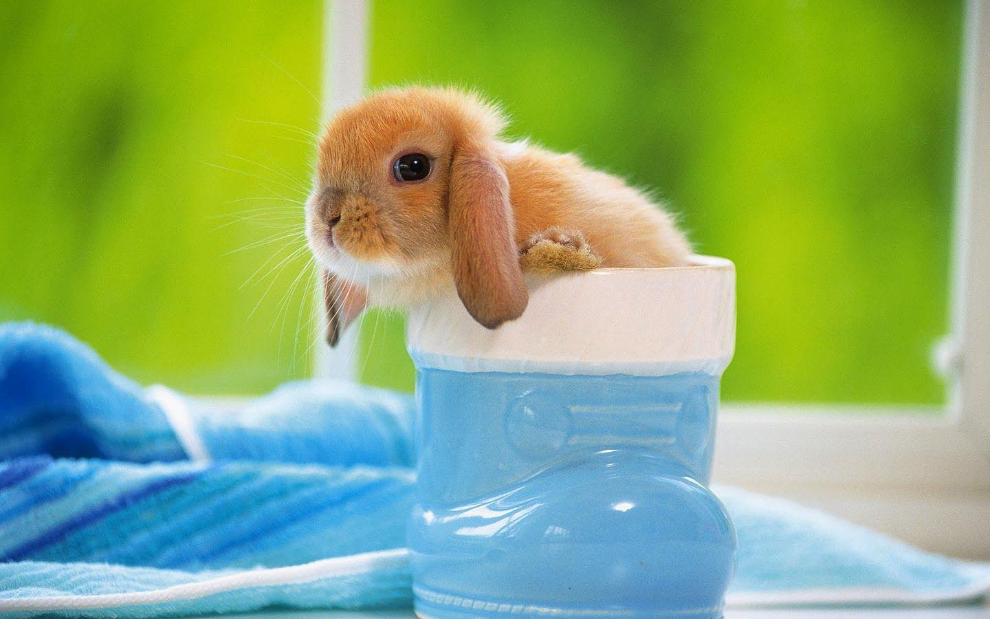 Desktop HD Wallpaper Free Downloads: Beautiful Baby Rabbits