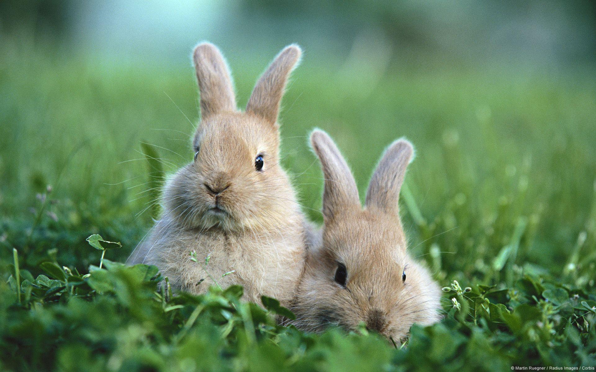 Cute Baby Rabbits Wallpaper