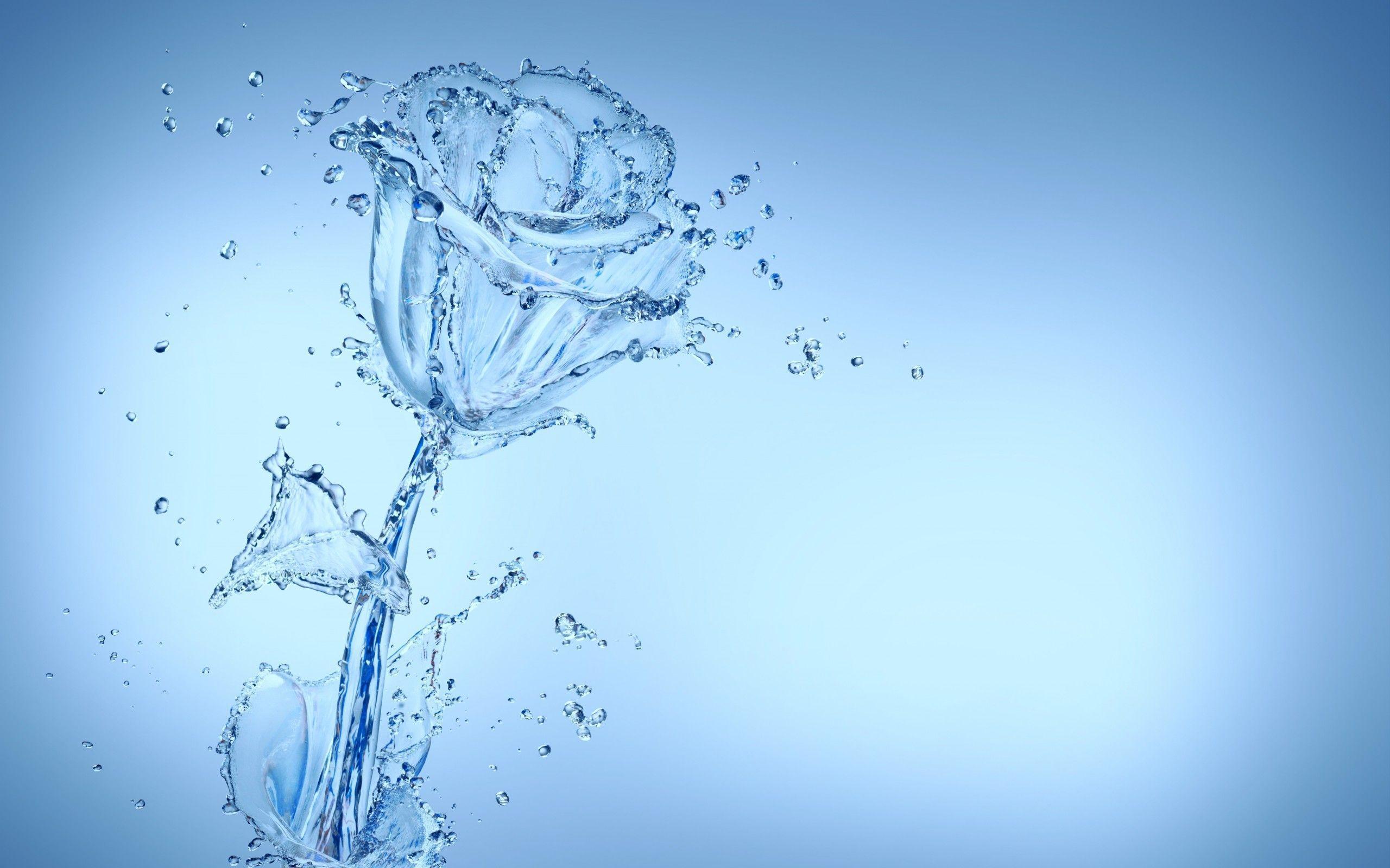 Creativity water spray drops flower rose e wallpaperx1600