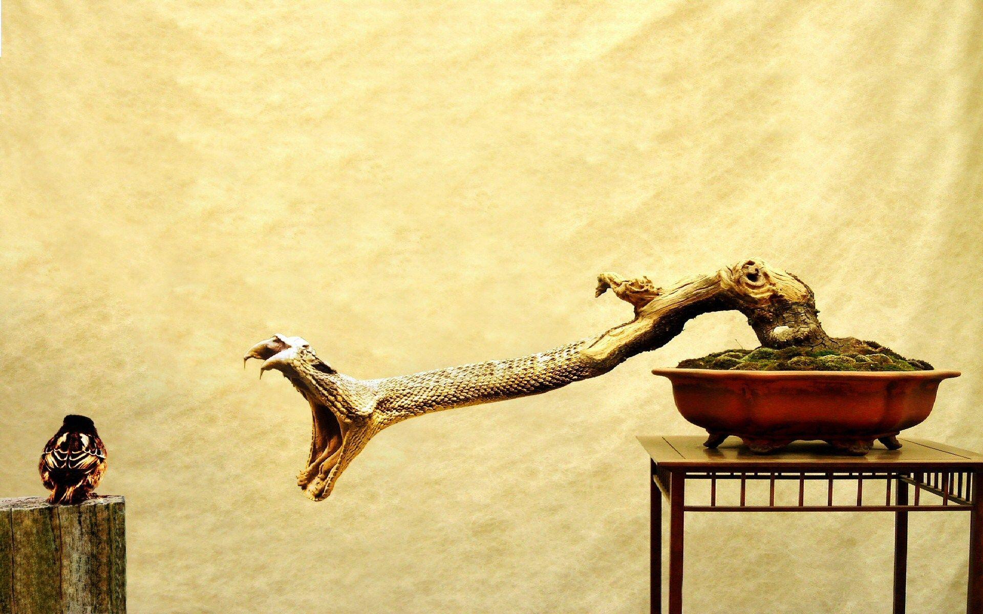 Bird Snake Viper Creativity Art HD Wallpaper. FreeHDWall.Com
