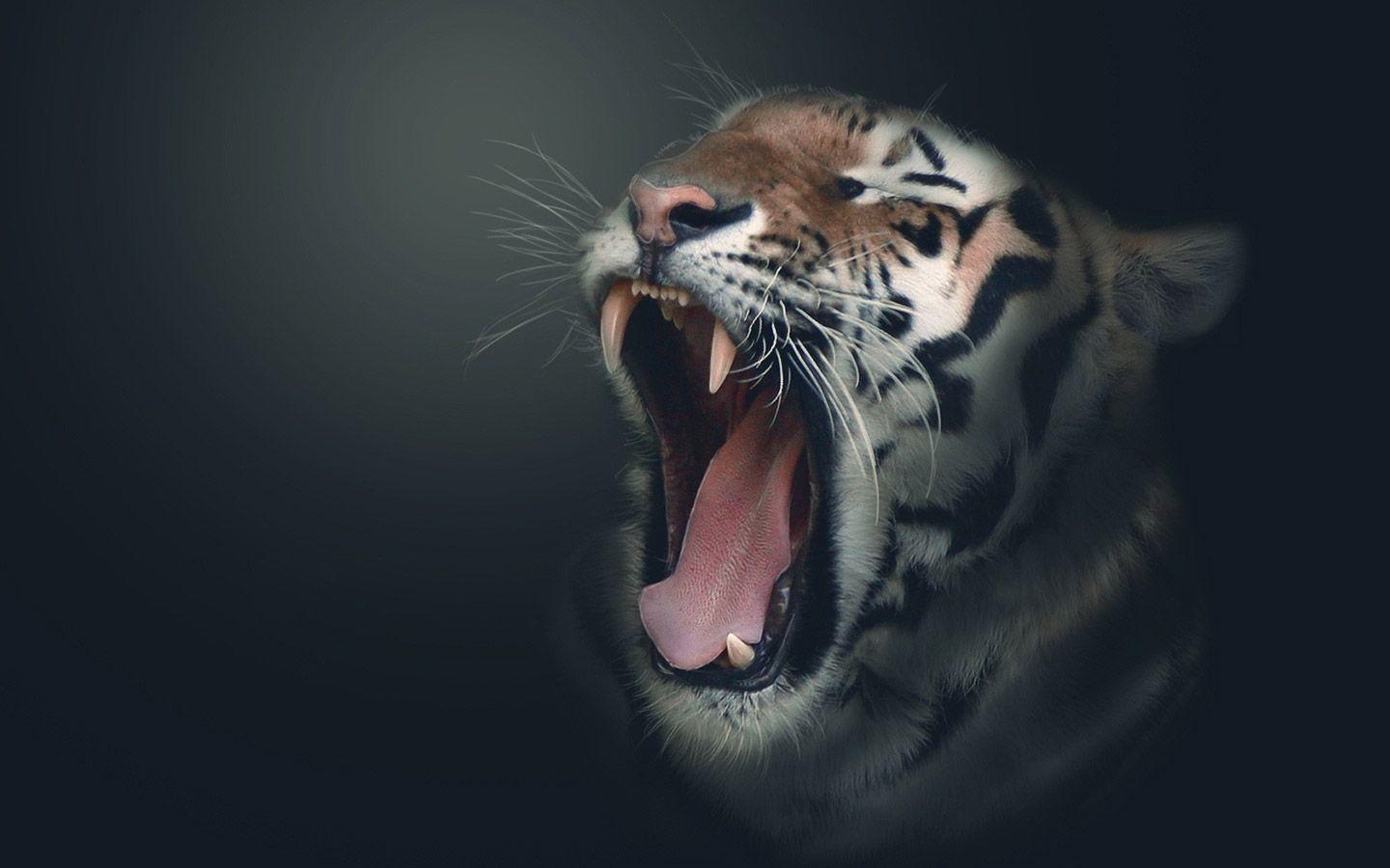 Hd Tiger Wallpaper Widescreen