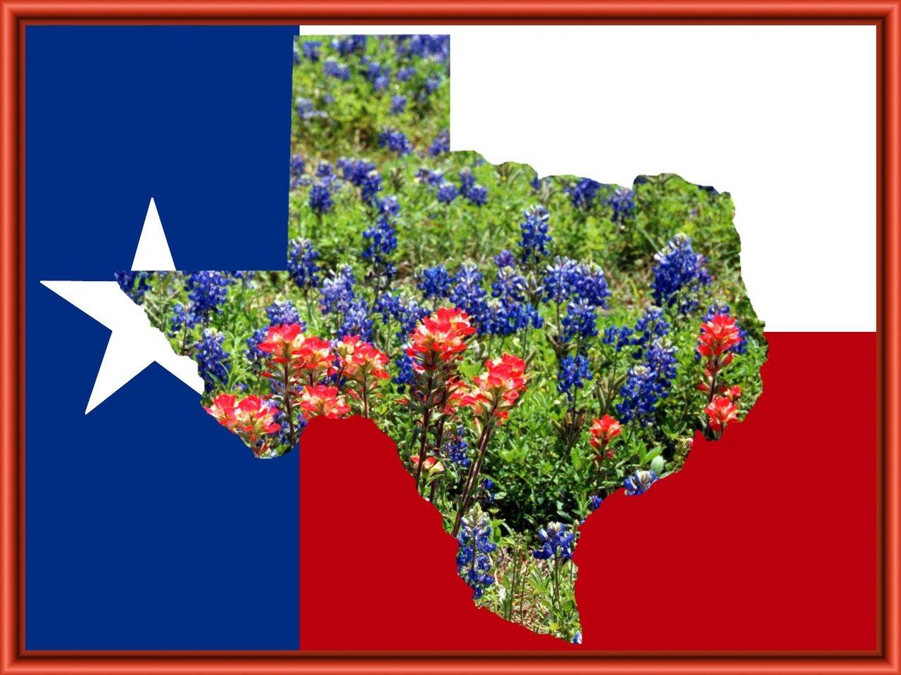 texas flag in blue bonnets. Texas Spring. Home, Blue