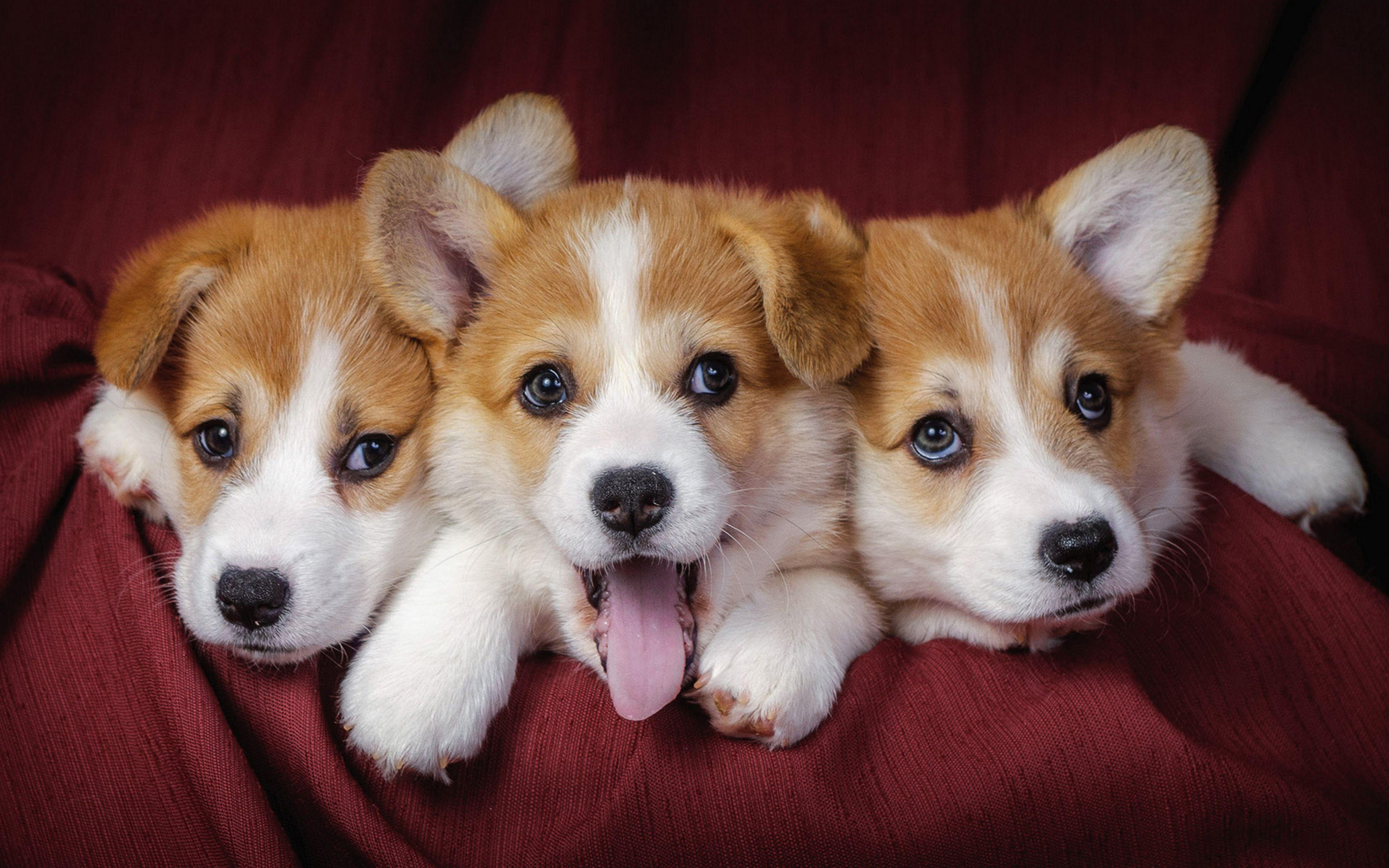 Welsh corgi Puppies Dogs Wallpaper HD Wallpaper