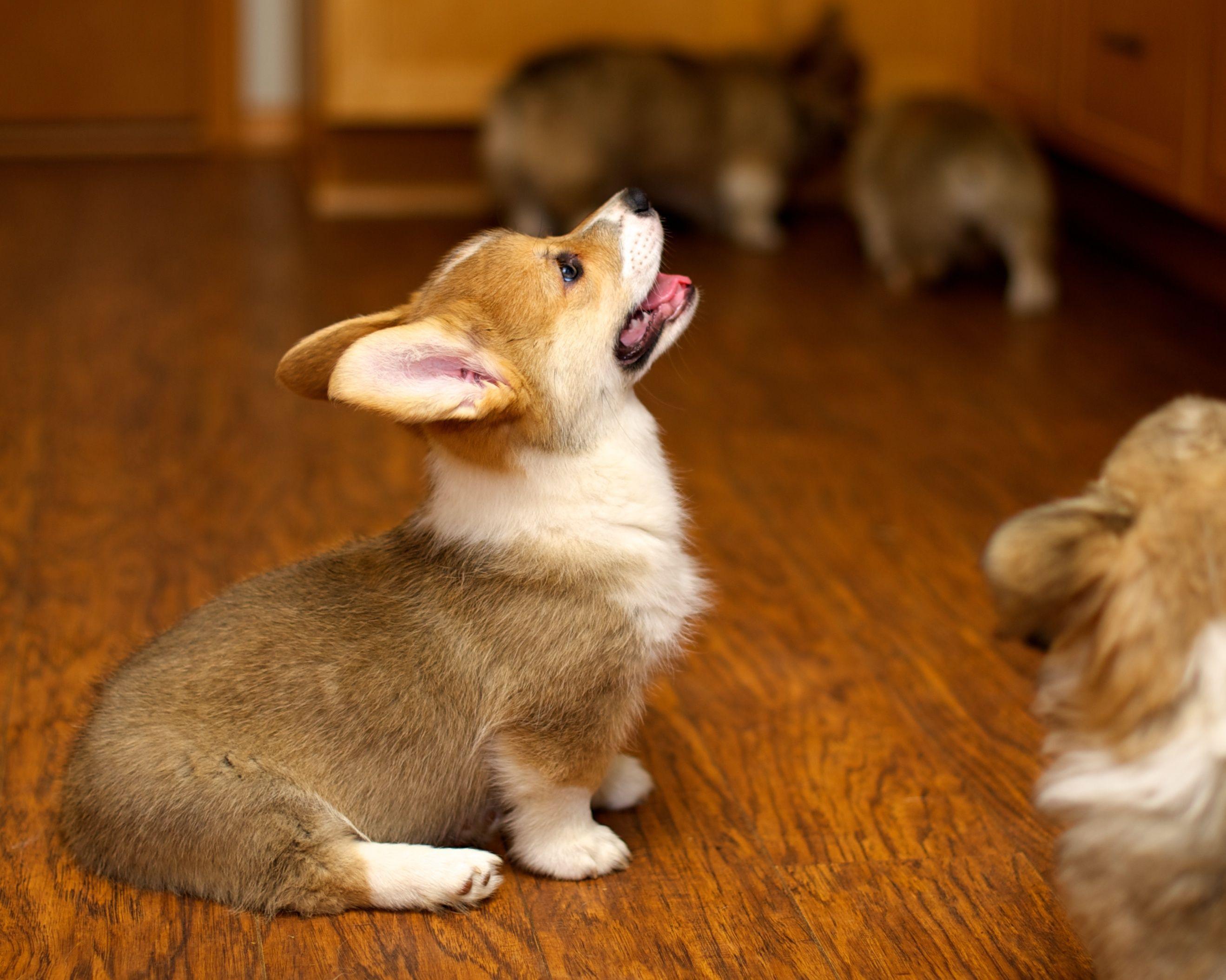 Puppy velsh Corgi looking up wallpaper and image