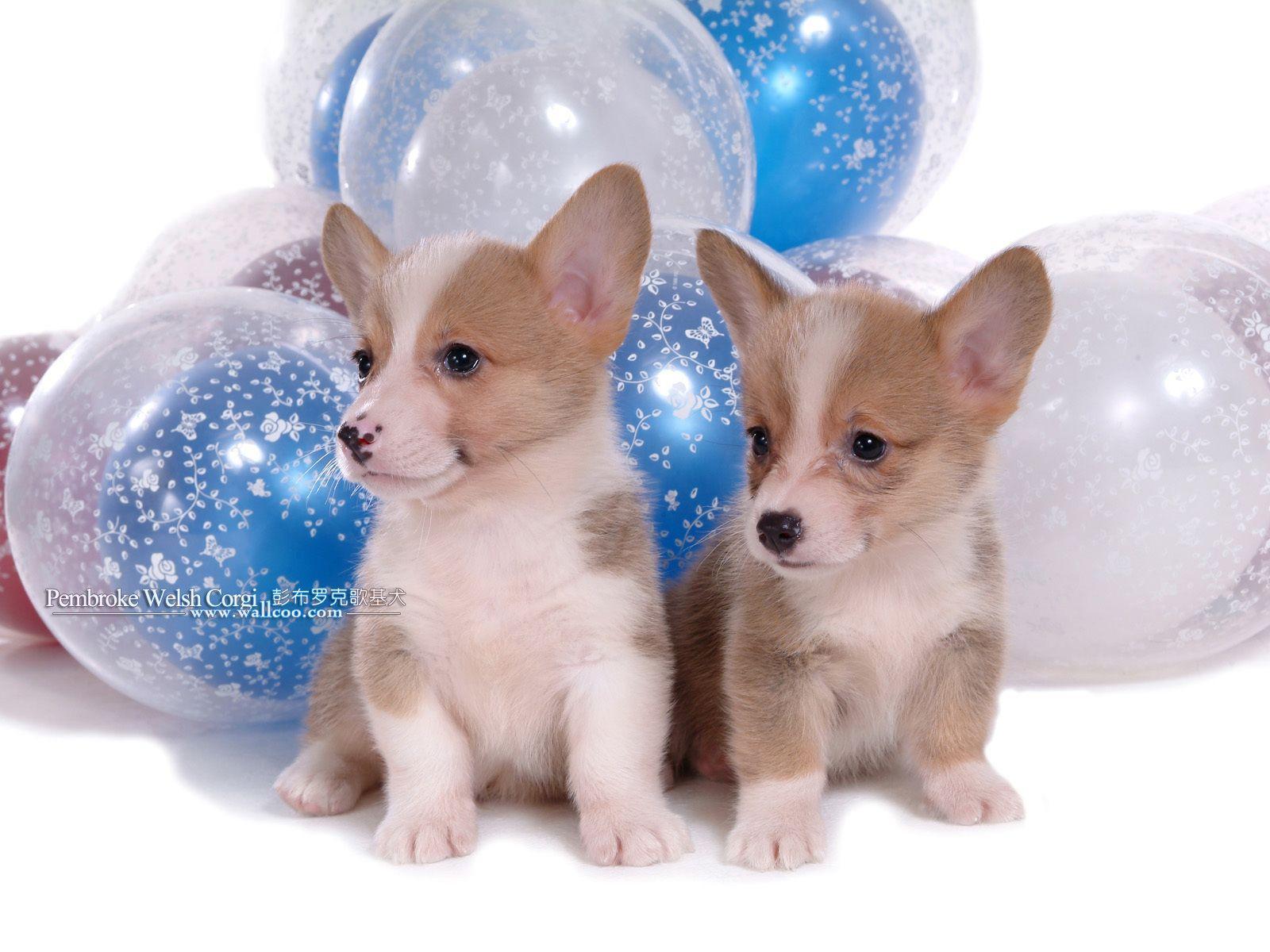 Two puppies velsh Corgi on a background of balloons wallpaper