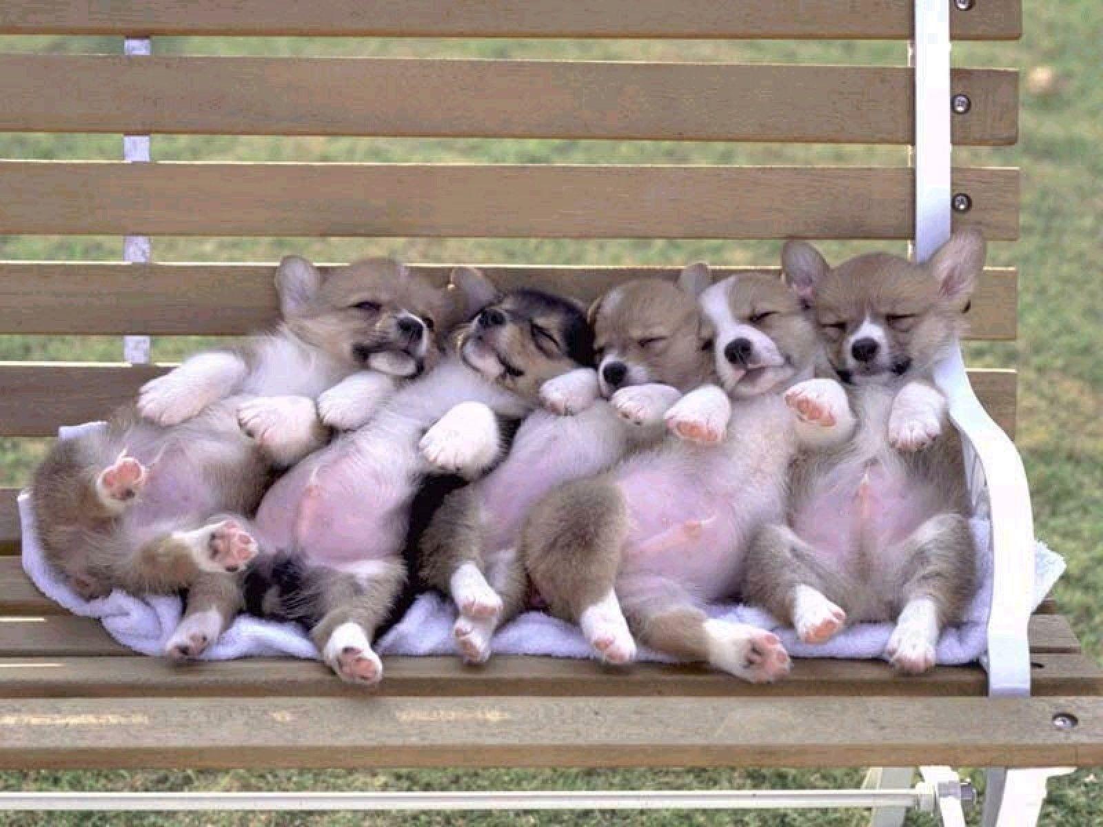 Puppies velsh Corgi sleeping on a bench wallpaper and image