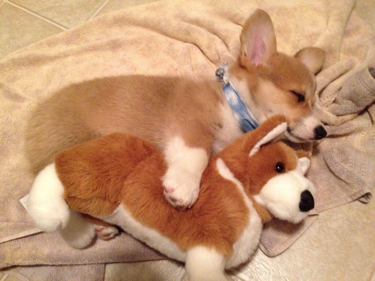Porgi the Corgi puppy asleep with his friend. Posts, The o'jays