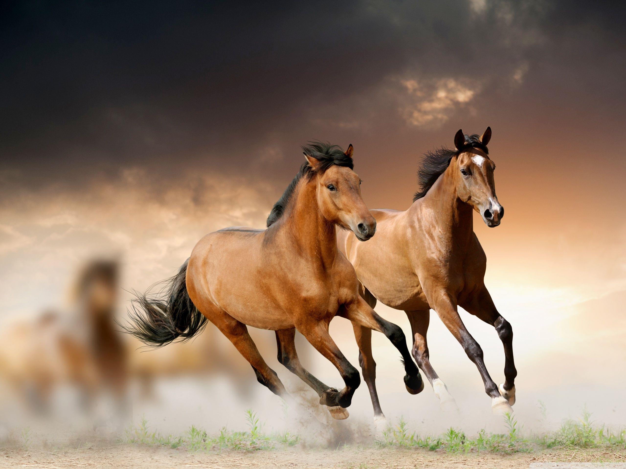 Horses Running HD desktop wallpaper, High Definition, Fullscreen