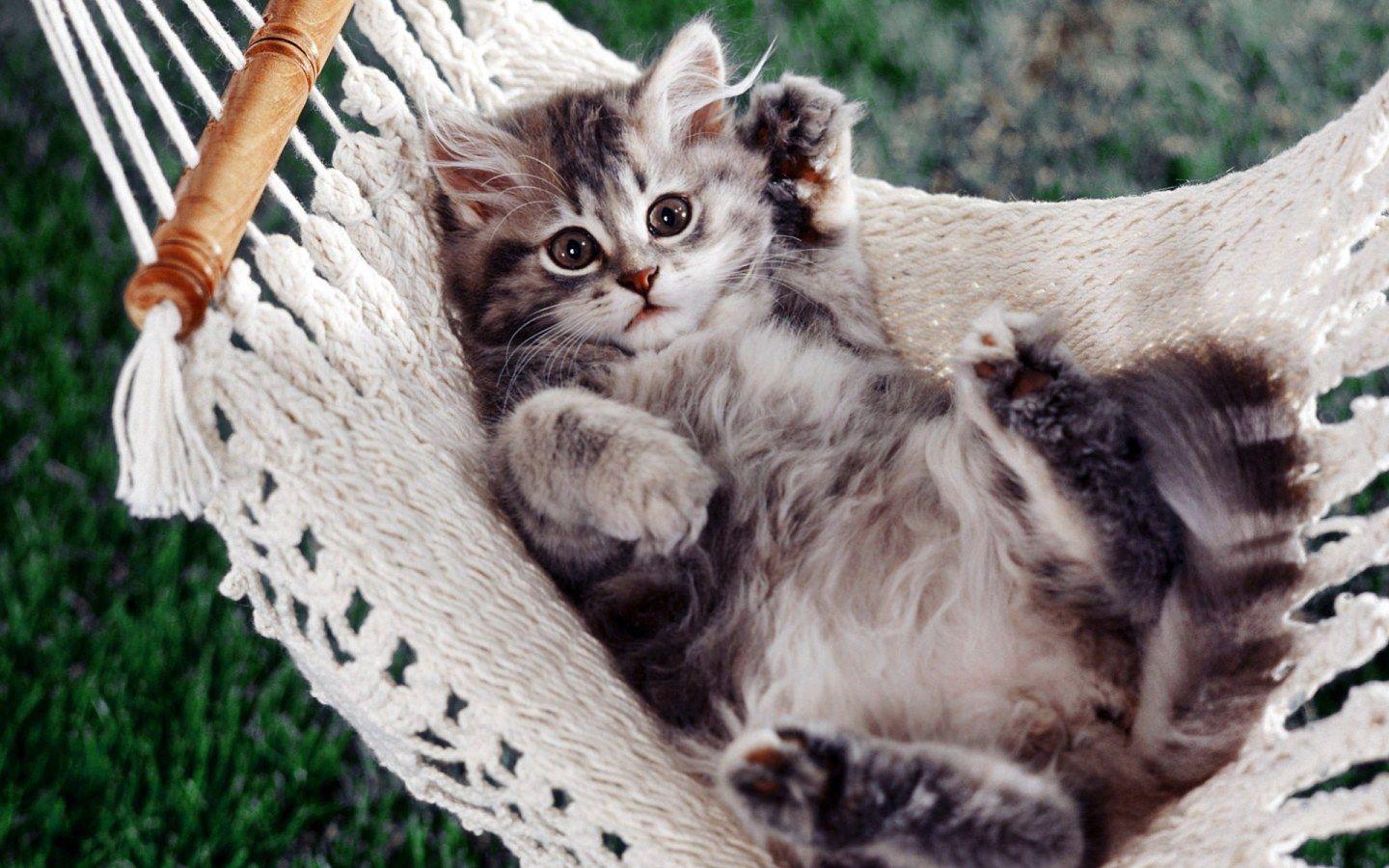 Kitten relaxing in the Swing widescreen wallpaper. Wide