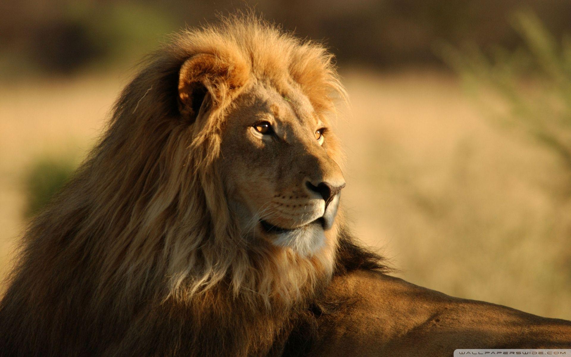 Lion In The Wild HD desktop wallpaper, High Definition