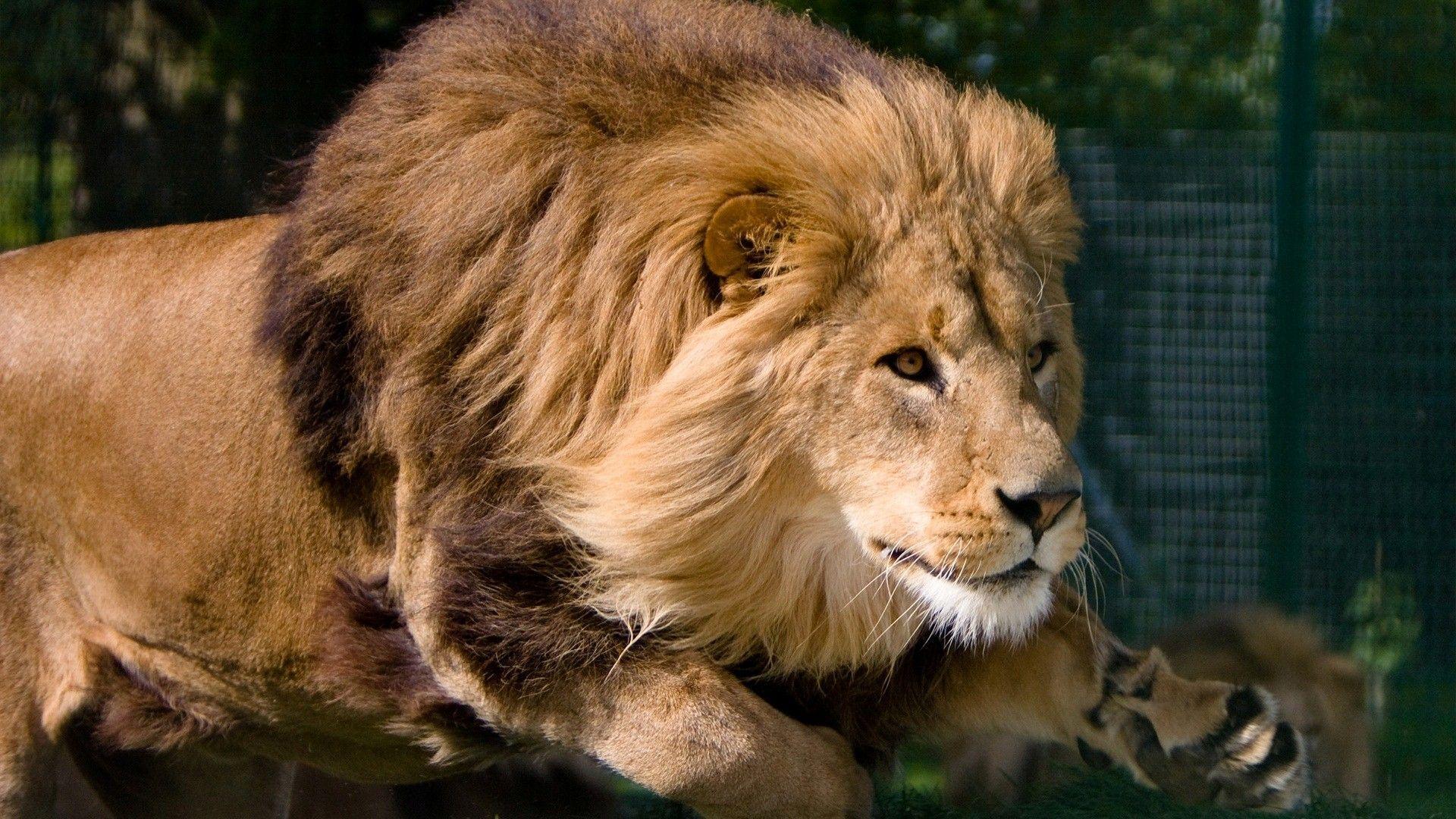 Lion Wallpaper. Free Download new wild animals cub HD Desktop Image