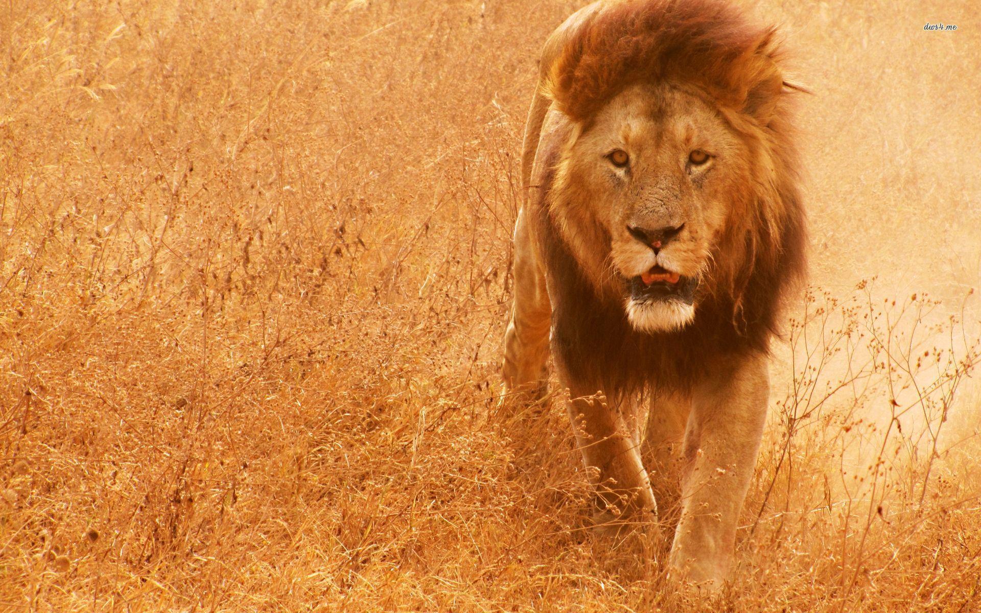 Lion HD Wallpaper Wild