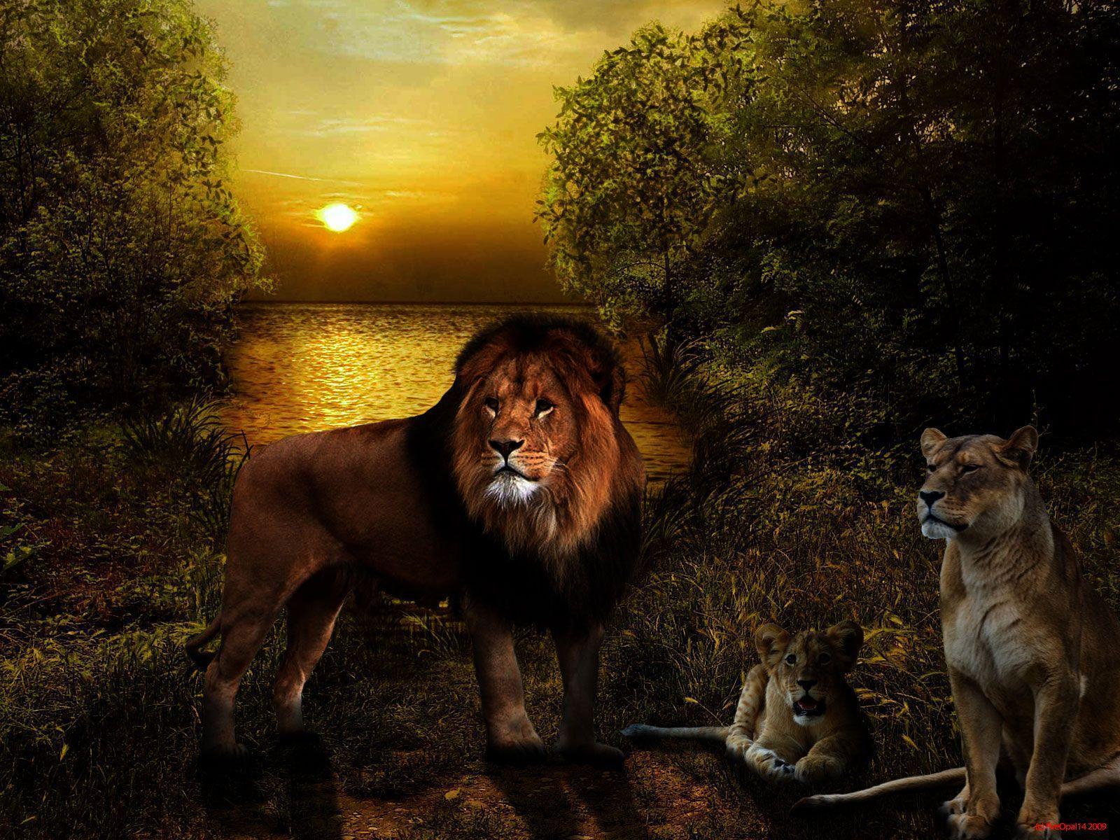 Lion Picture Wallpaper, 42 Lion HDQ Image. NMgnCP PC Gallery