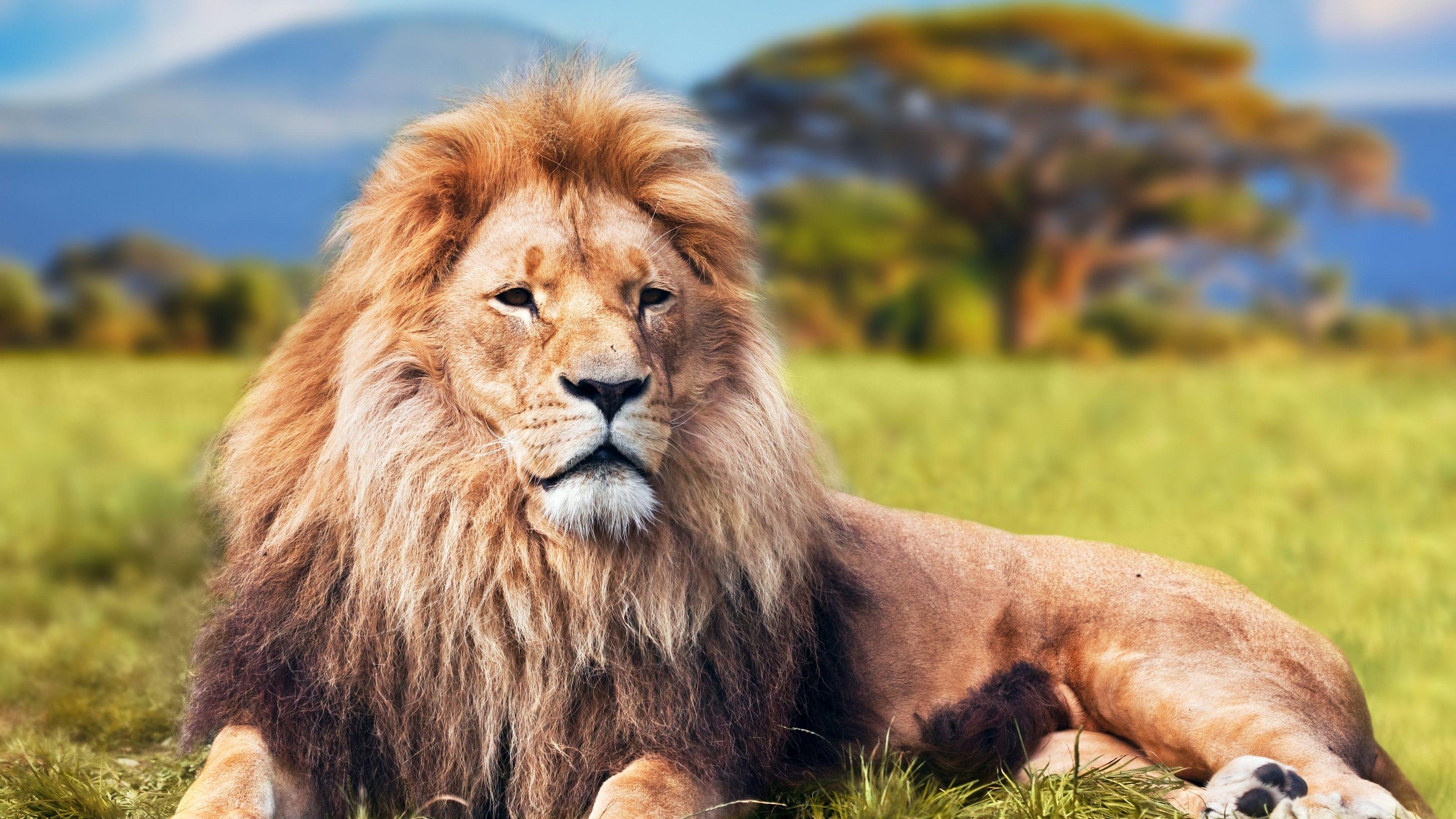 Lion 4k. Animals HD 4k Wallpaper