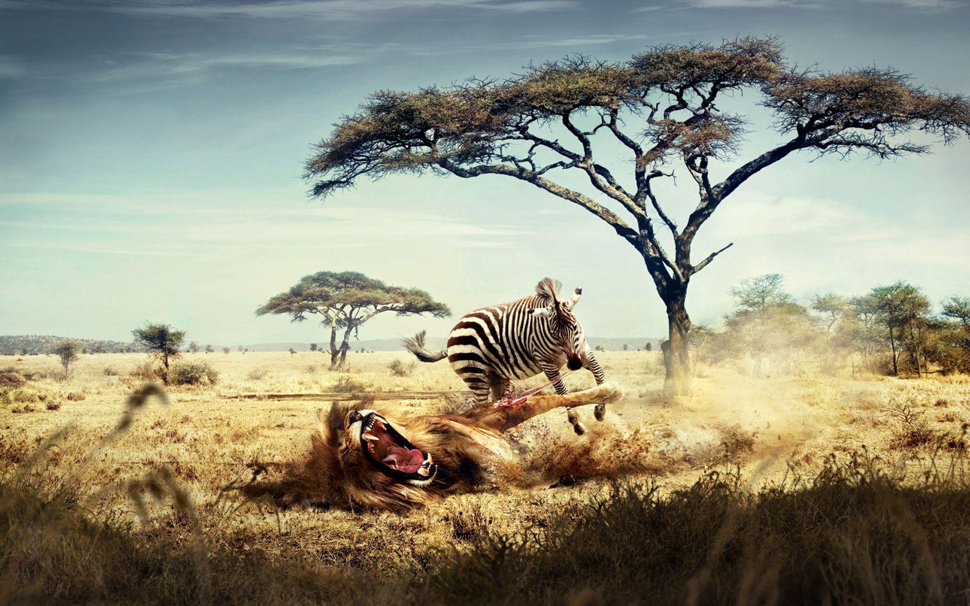 Wild Lion Zebra Chase Wallpaper