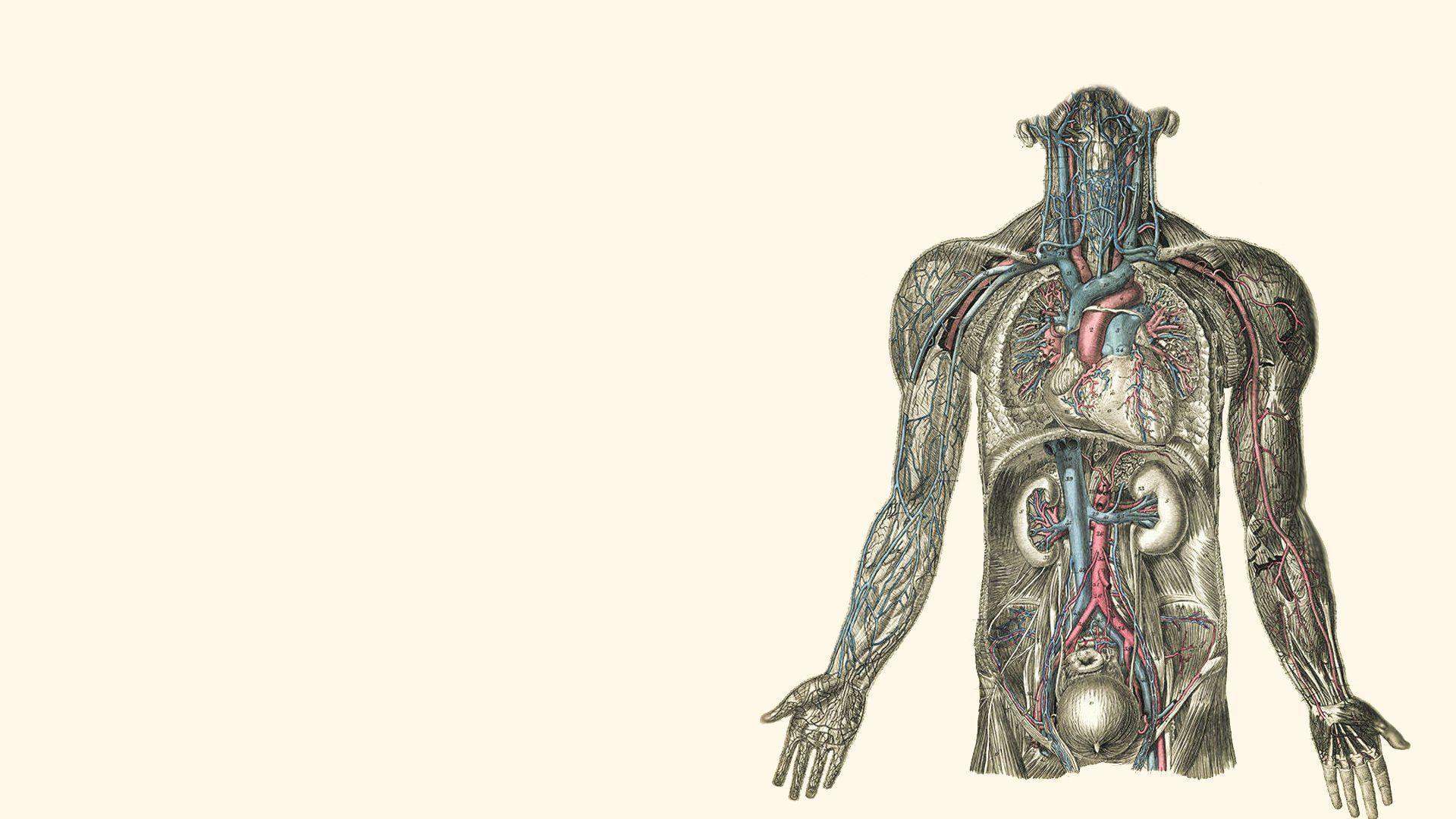 Anatomy illustrations kidney hearts human body wallpaper