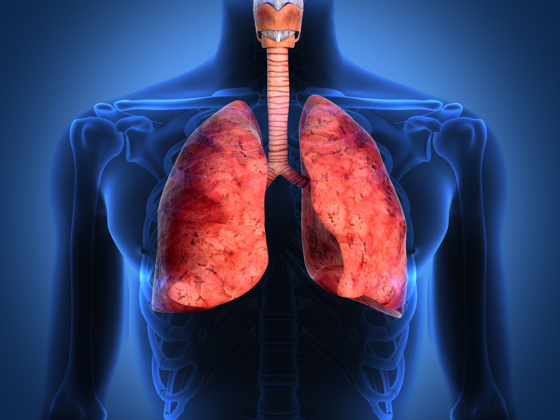 lungs human body respiratory tract HD wallpaper