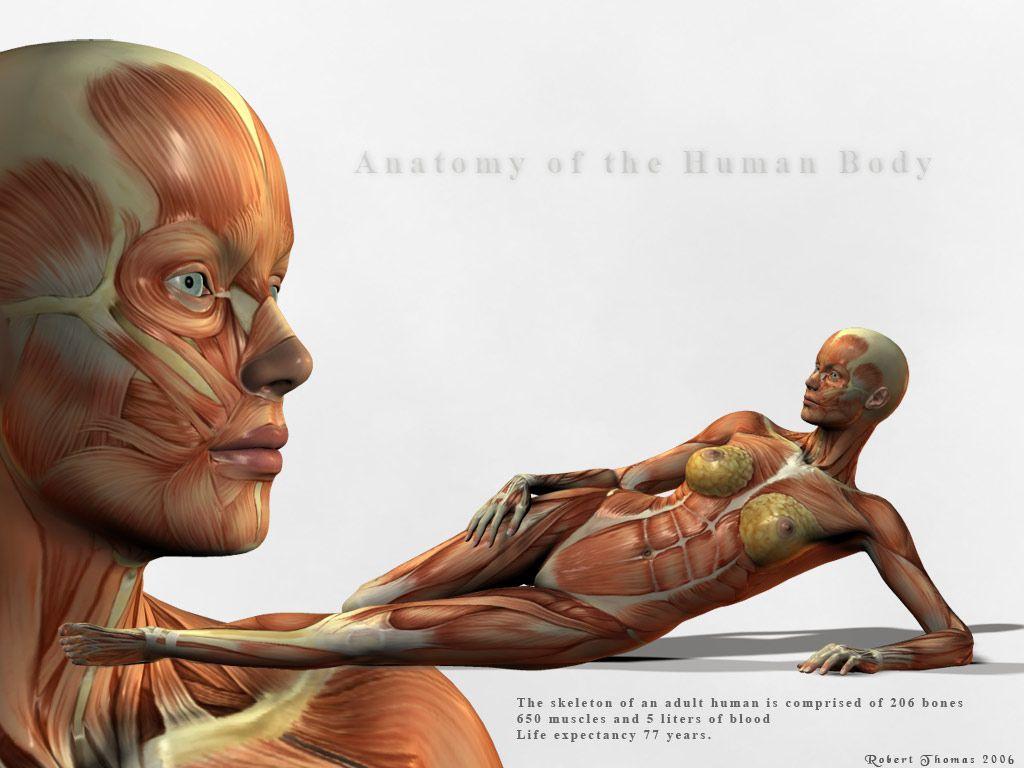 Human Body Wallpaper