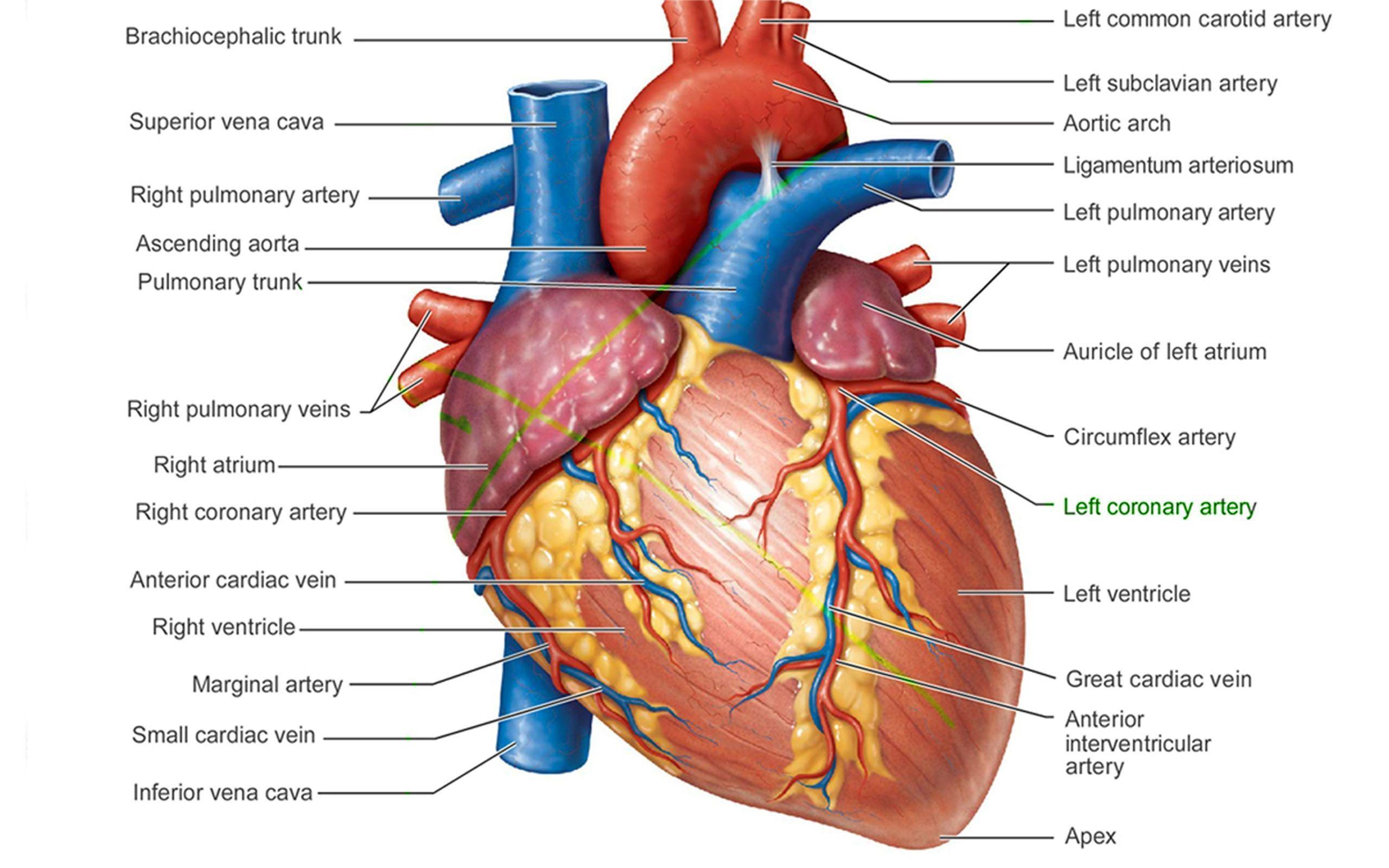 Picture Of Human Heart Anatomy Anatomy Of The Human Heart 4k