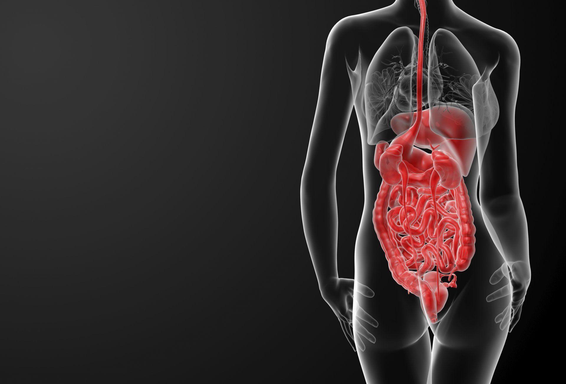 body woman human organs HD wallpaper