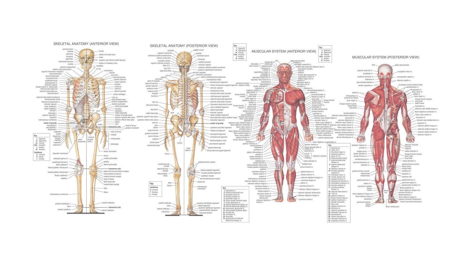 Postmortem Of Human Body Wallpaper. Wallpaper HD (High Difinition)
