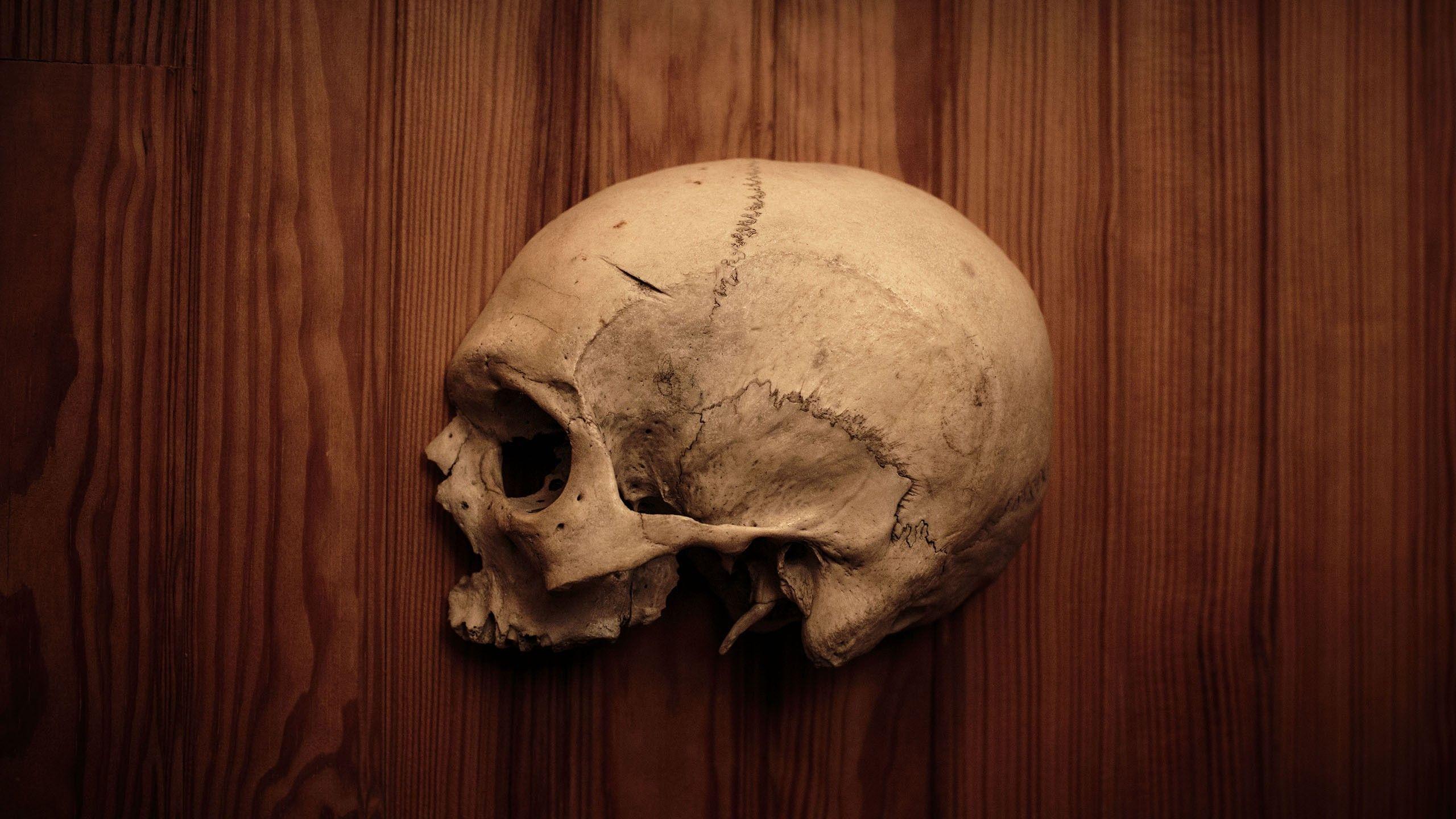 skulls, wood, human, bones, human body, half wallpaper