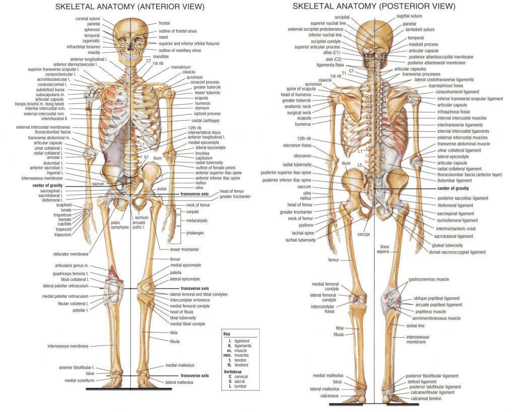 Human Body Bones HD Wallpaper ANATOMY LESSON