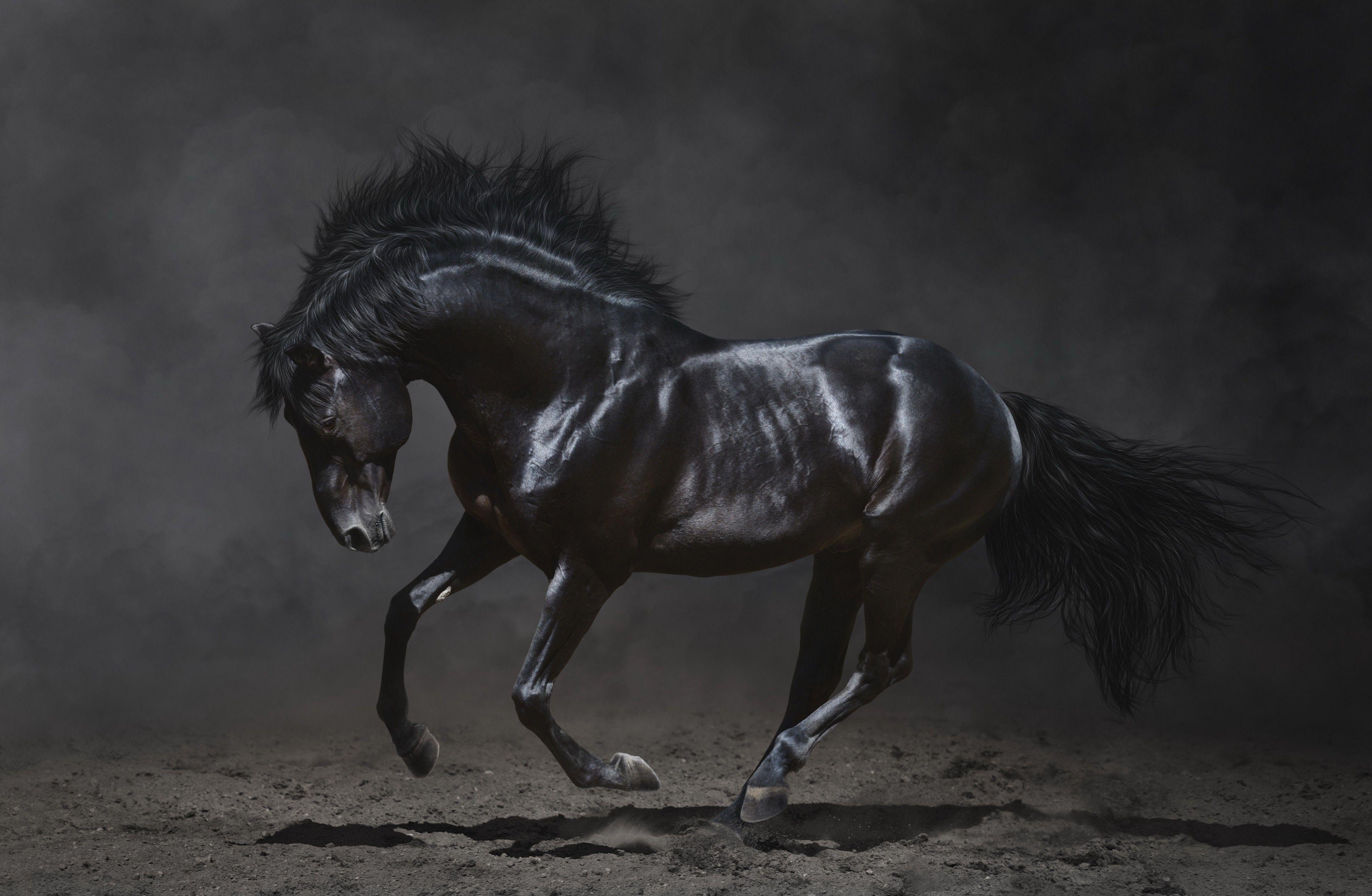 Black Horse Wallpaper Full HD, Animal Wallpaper