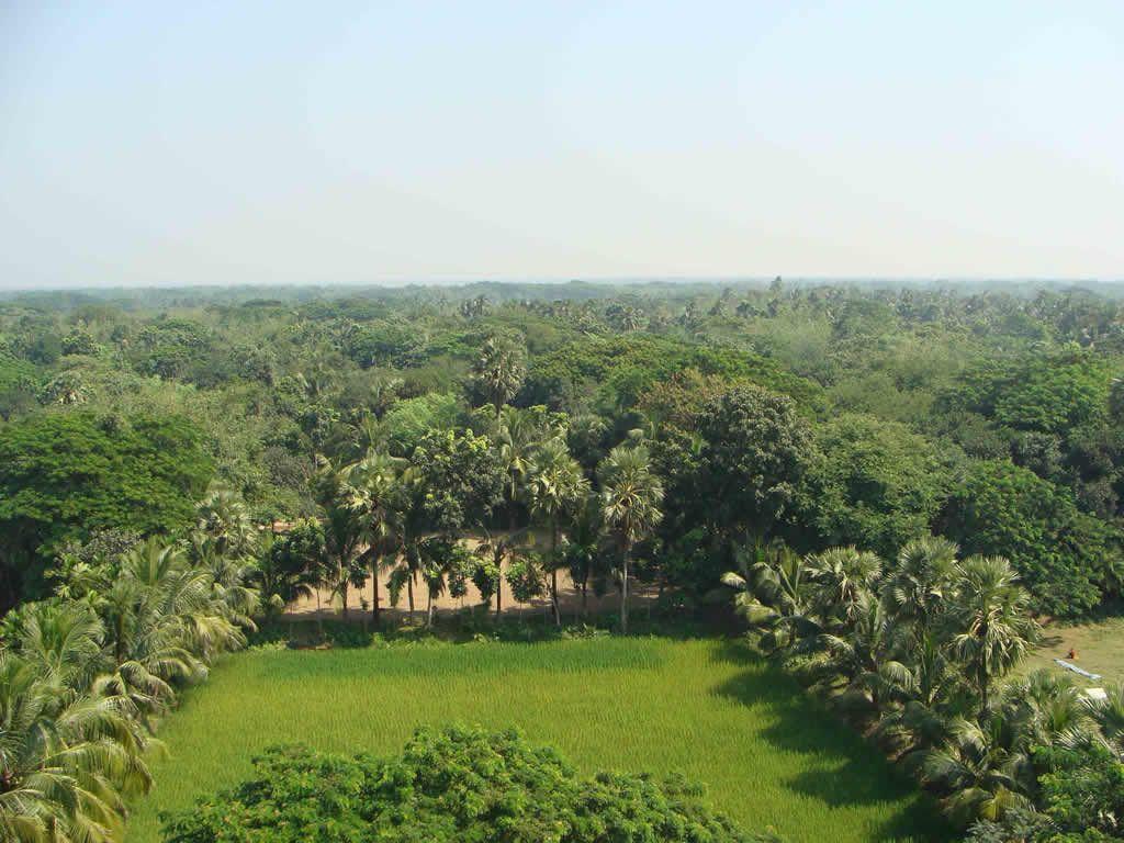 bangladesh trees. HD Windows Wallpaper