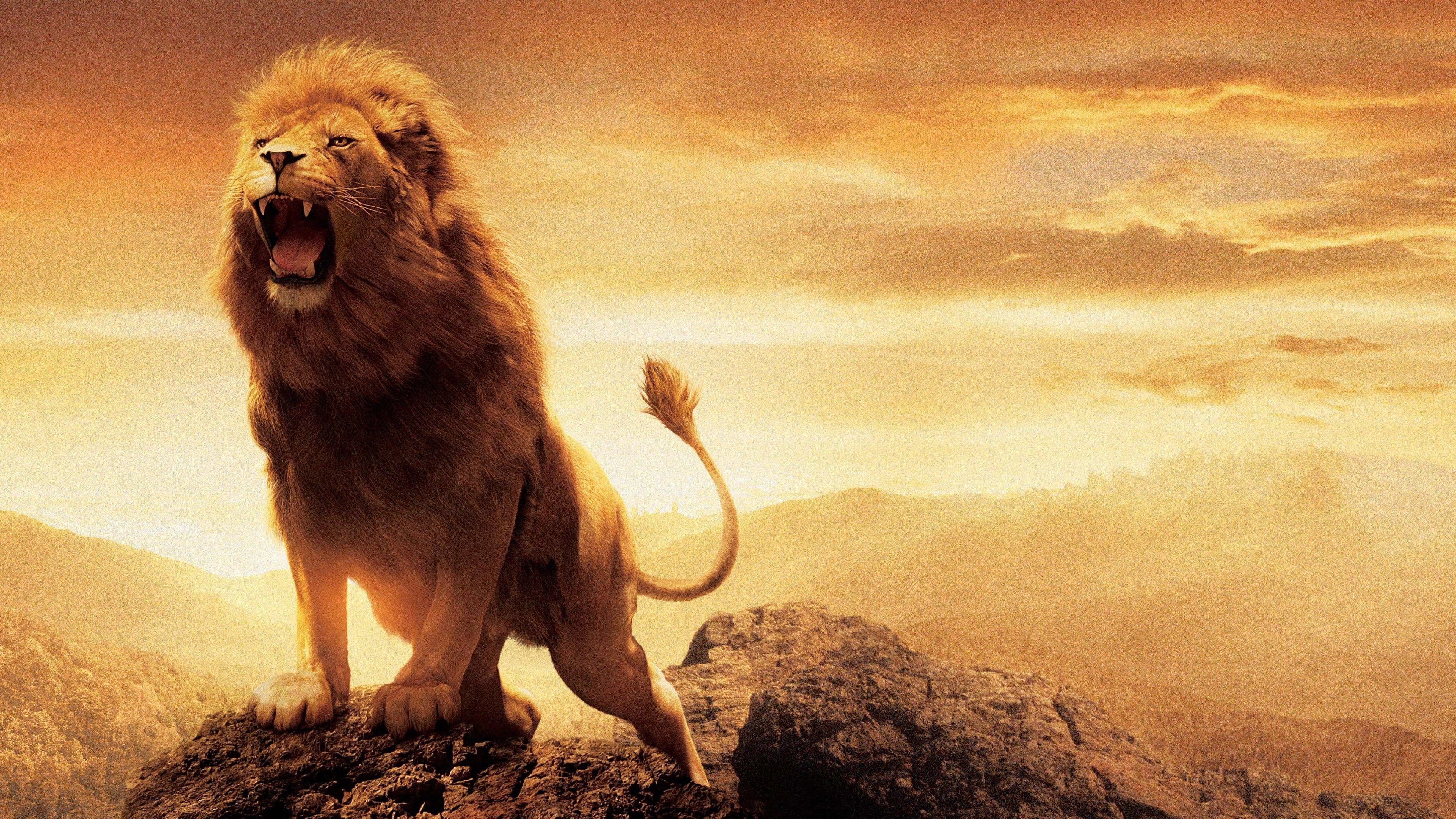 Narnia Lion Aslan Wallpaper