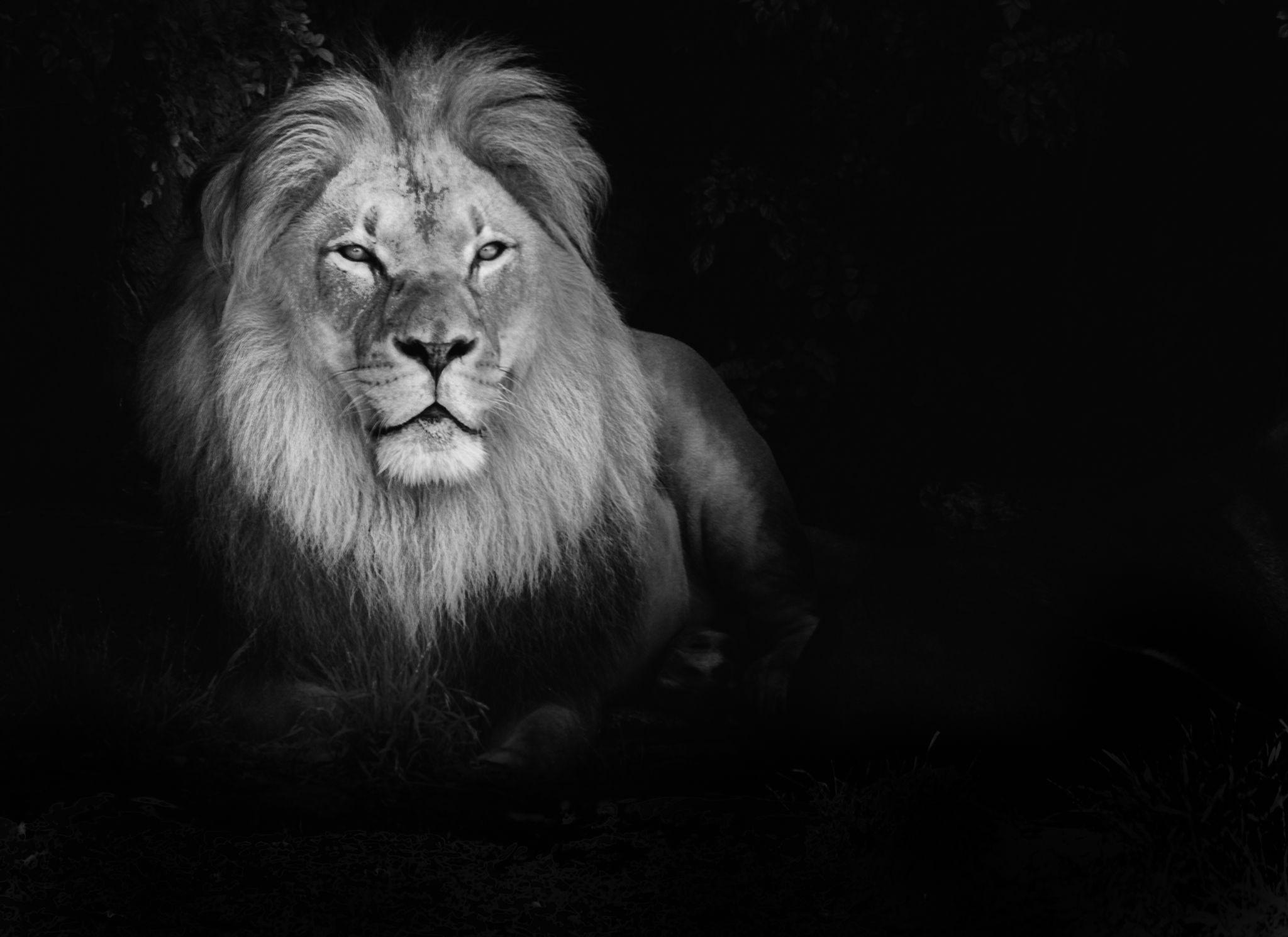 Lion Black and White HD Image Wallpaper 6474