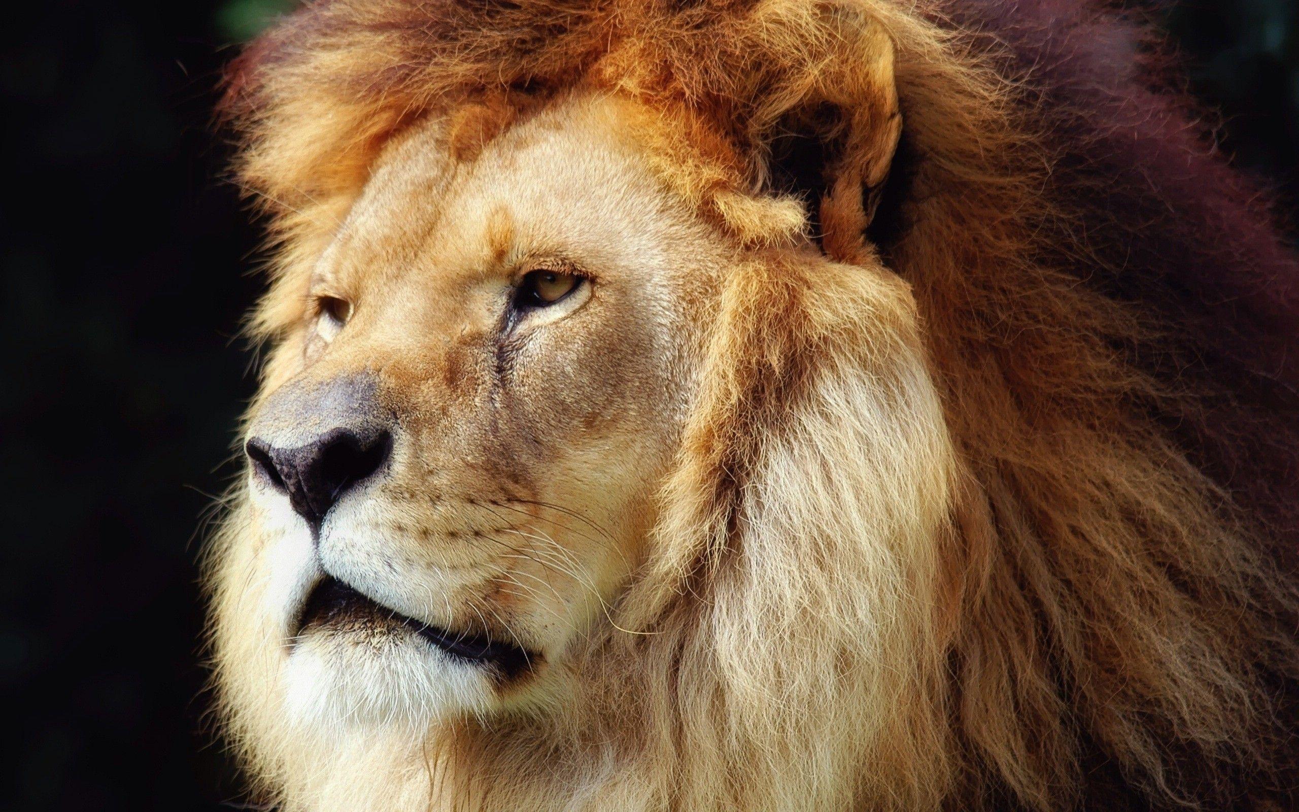 Lion HD Wallpaper free download. Asian Lion. Lion HD