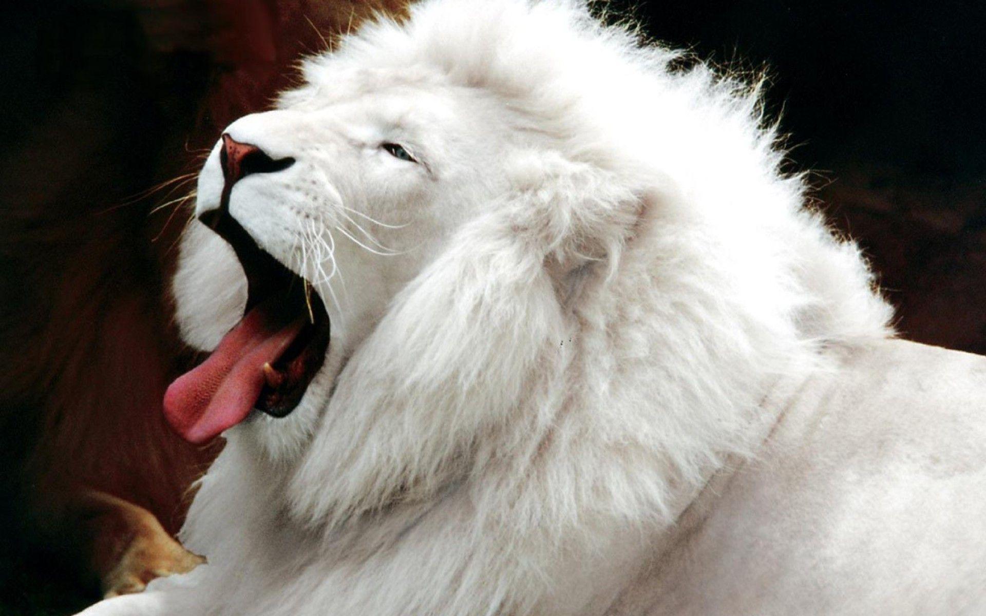 White Lion HD Wallpaper 6285