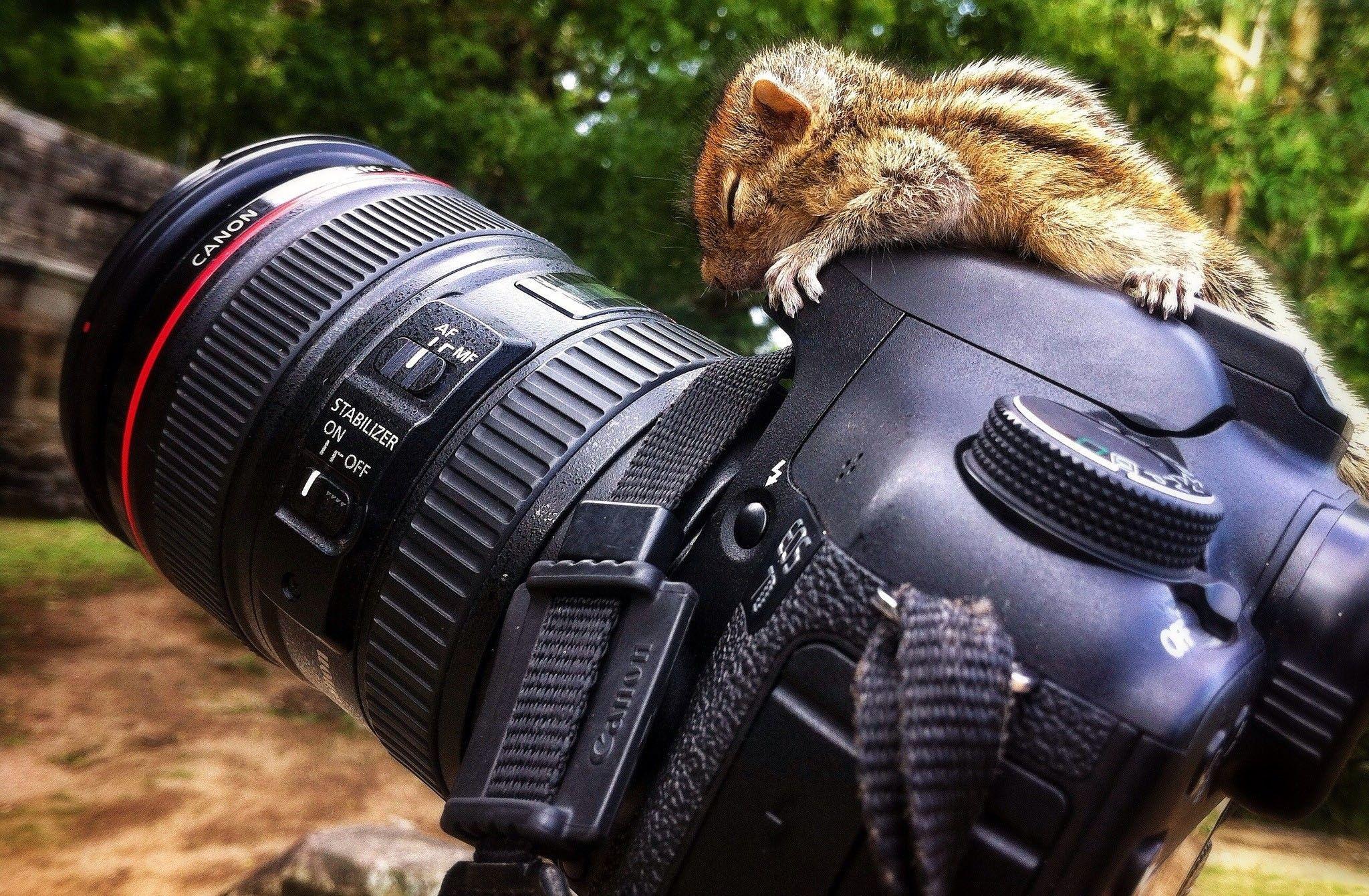 squirrel, Canon, Canon 7D, Reflex Wallpaper HD / Desktop