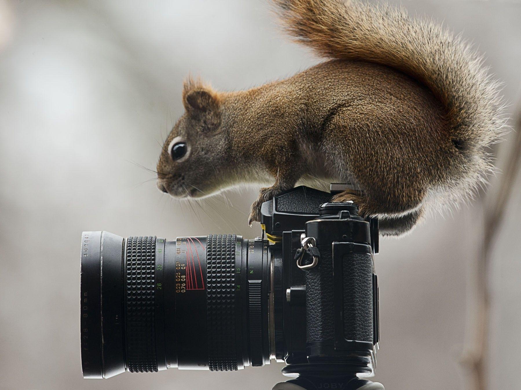 Download HD nature, Photography, Squirrel, Camera, Animals, Moss