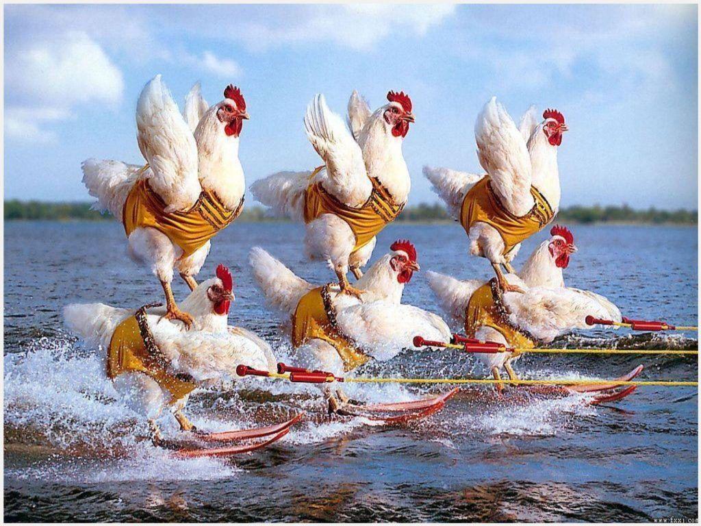 Funny Chickens HD Wallpaper. funny chickens HD wallpaper 1080p