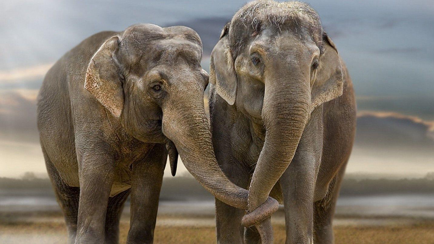 It's World Elephant Day!